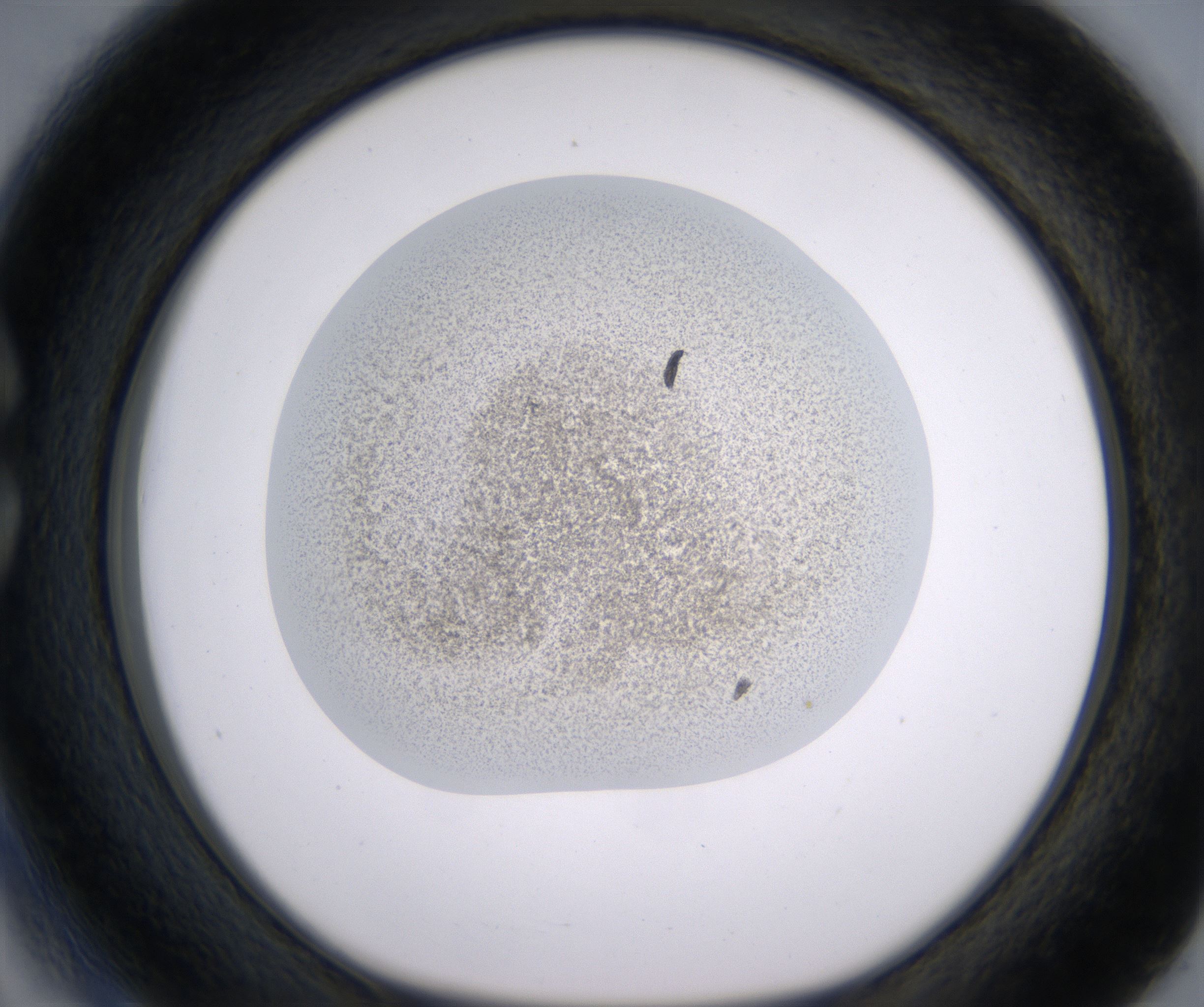 C3_HighResolution_Precipitate_1.jpg