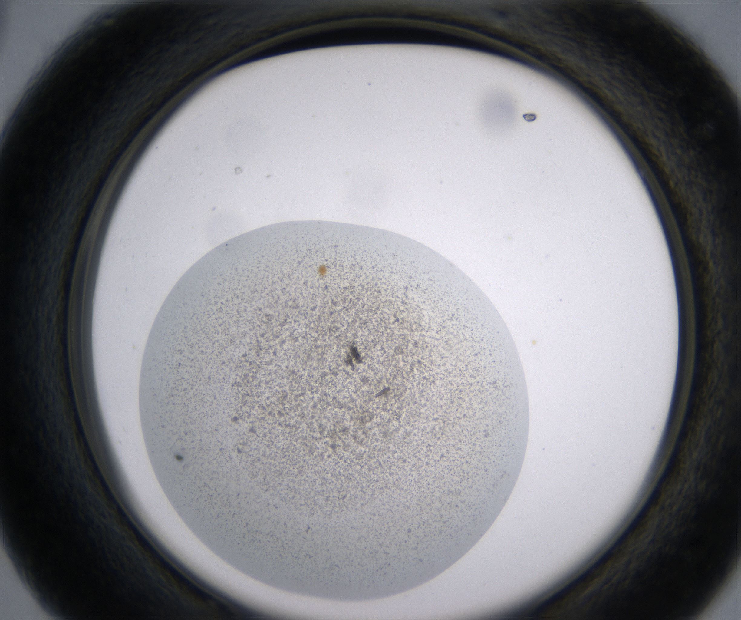 C3_HighResolution_Precipitate_2.jpg