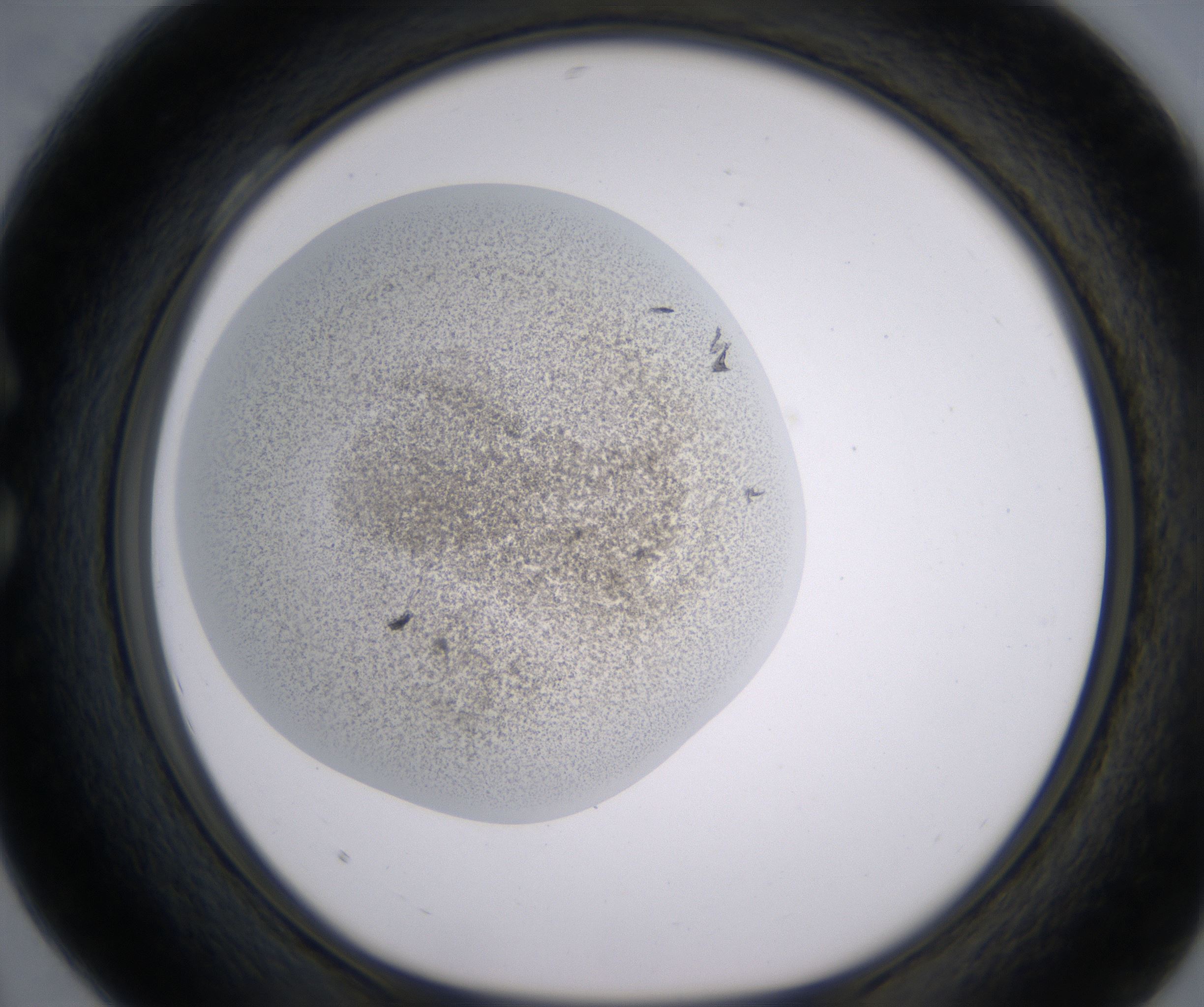 C4_HighResolution_Precipitate_1.jpg
