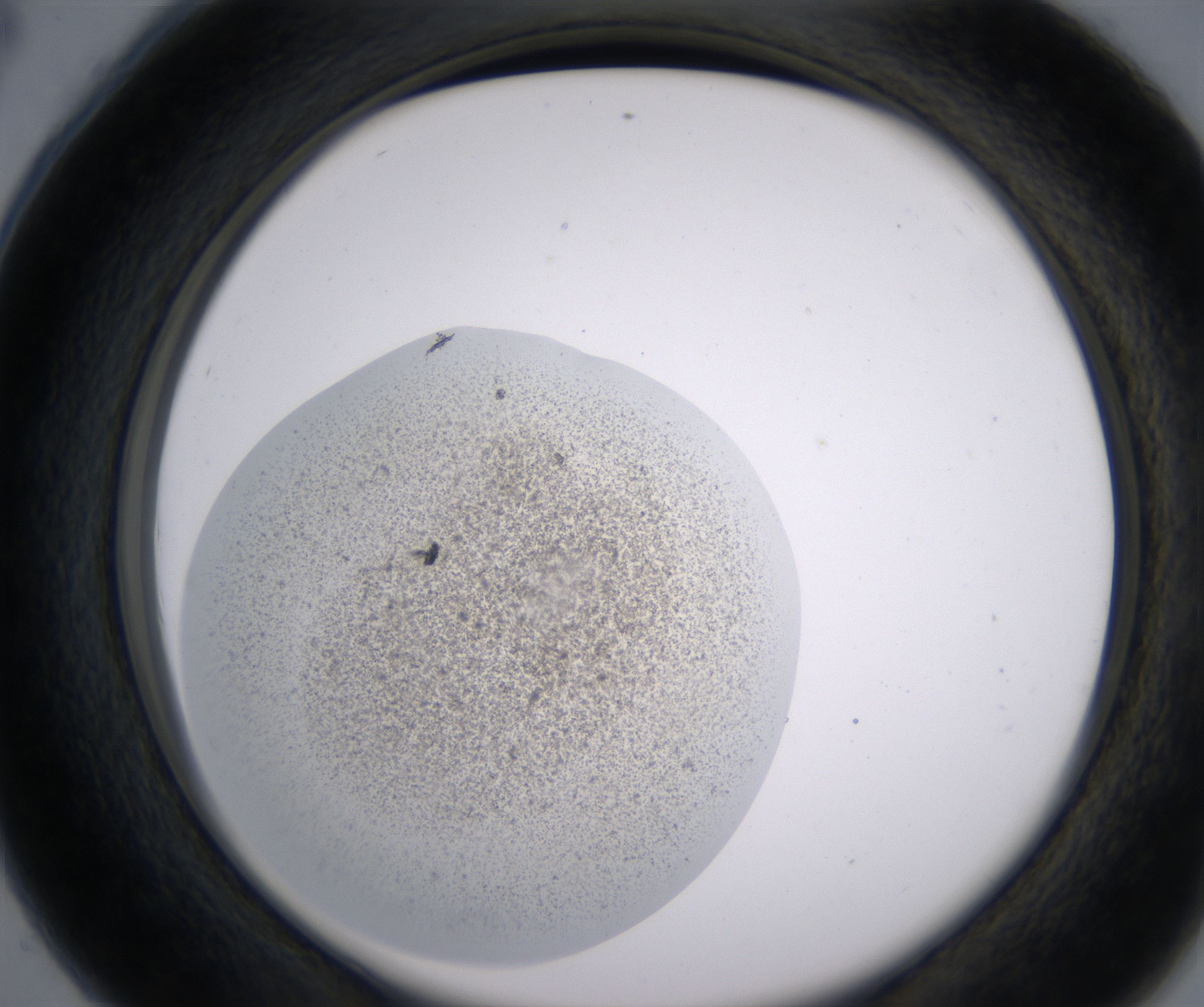 C4_HighResolution_Precipitate_2.jpg