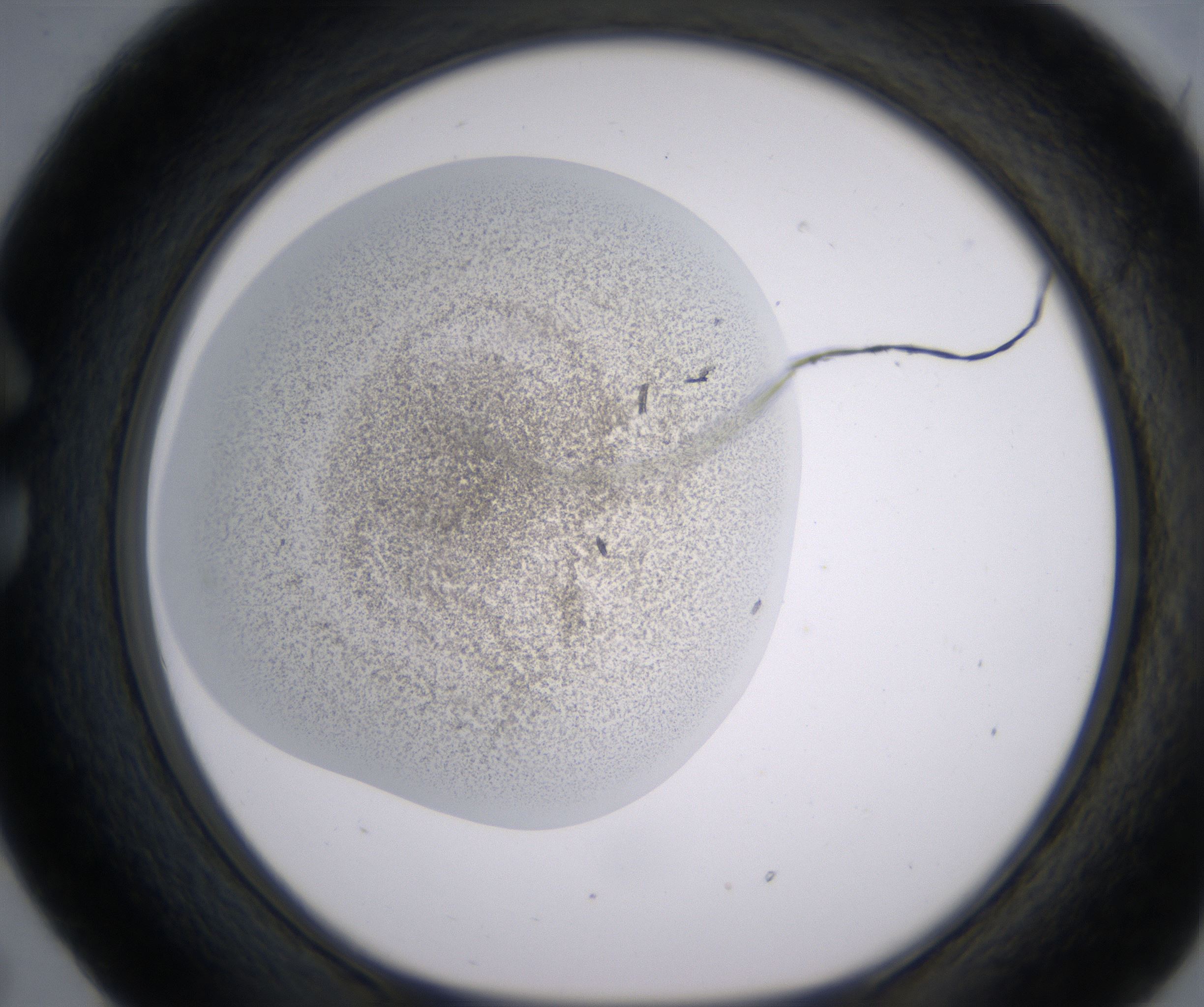 C5_HighResolution_Precipitate_1.jpg