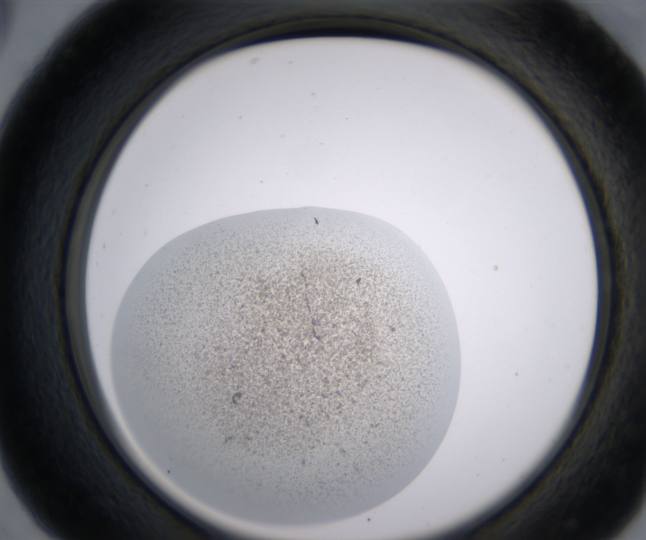 C5_HighResolution_Precipitate_2.jpg