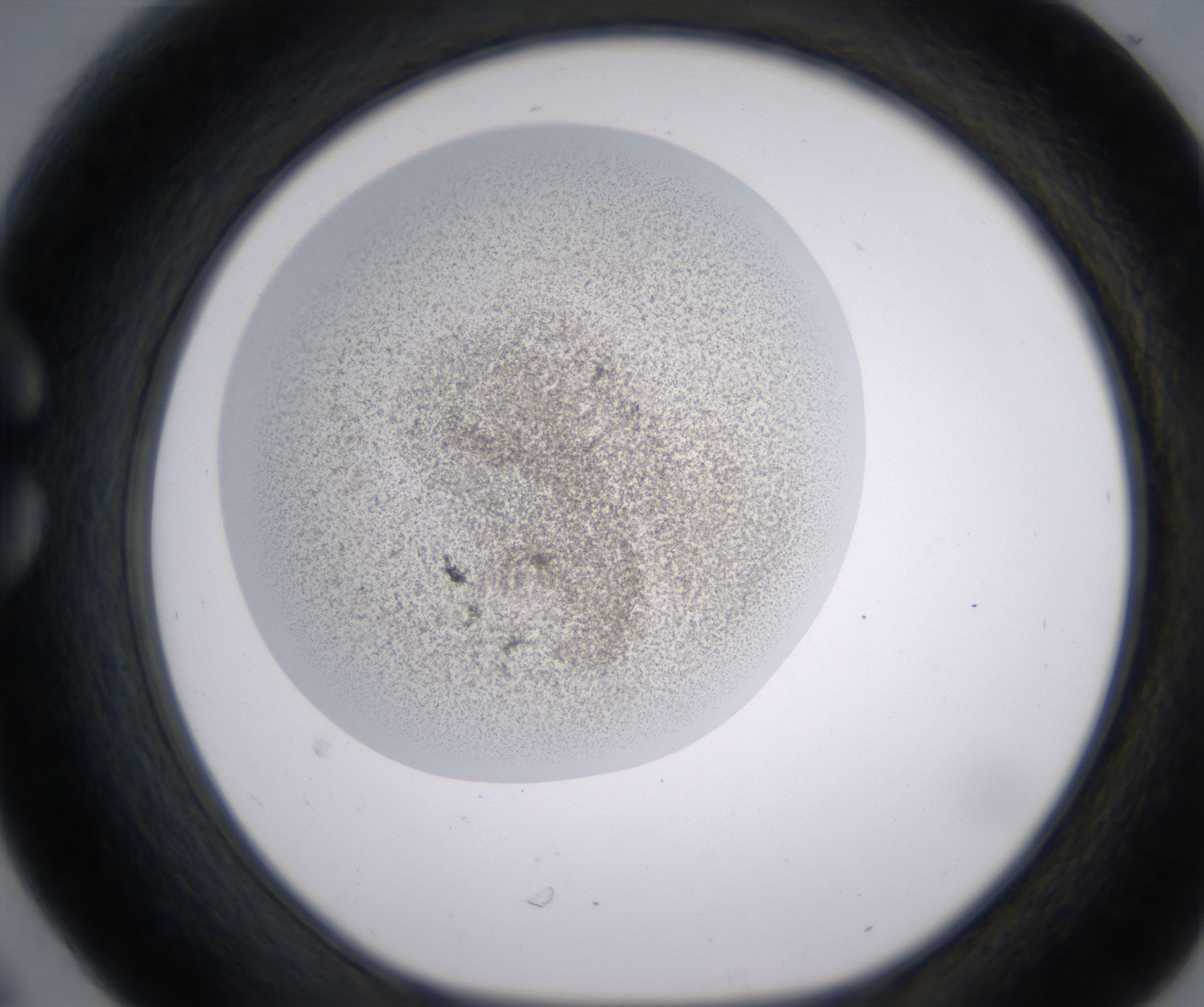 C6_HighResolution_Precipitate_1.jpg