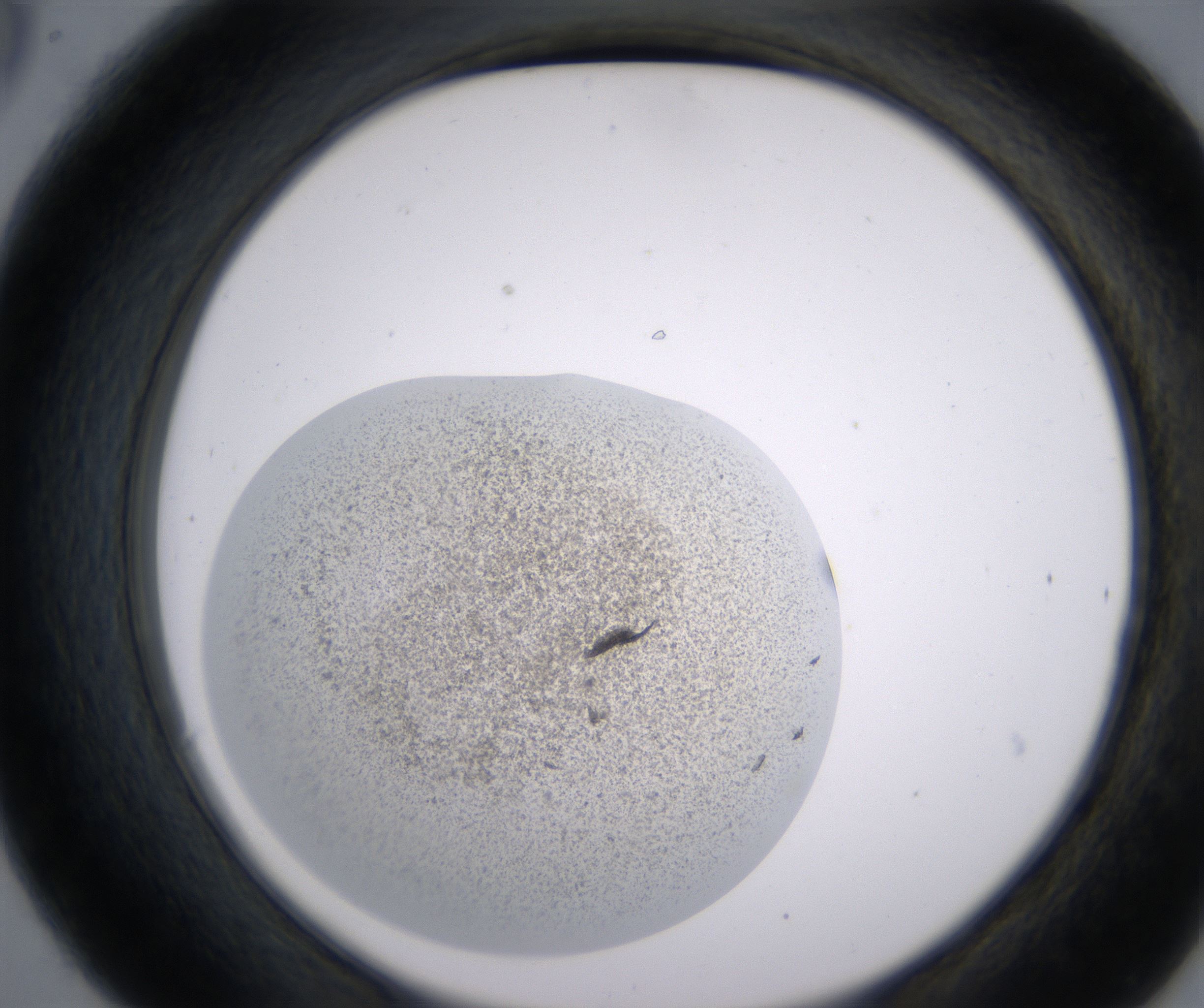 C6_HighResolution_Precipitate_2.jpg