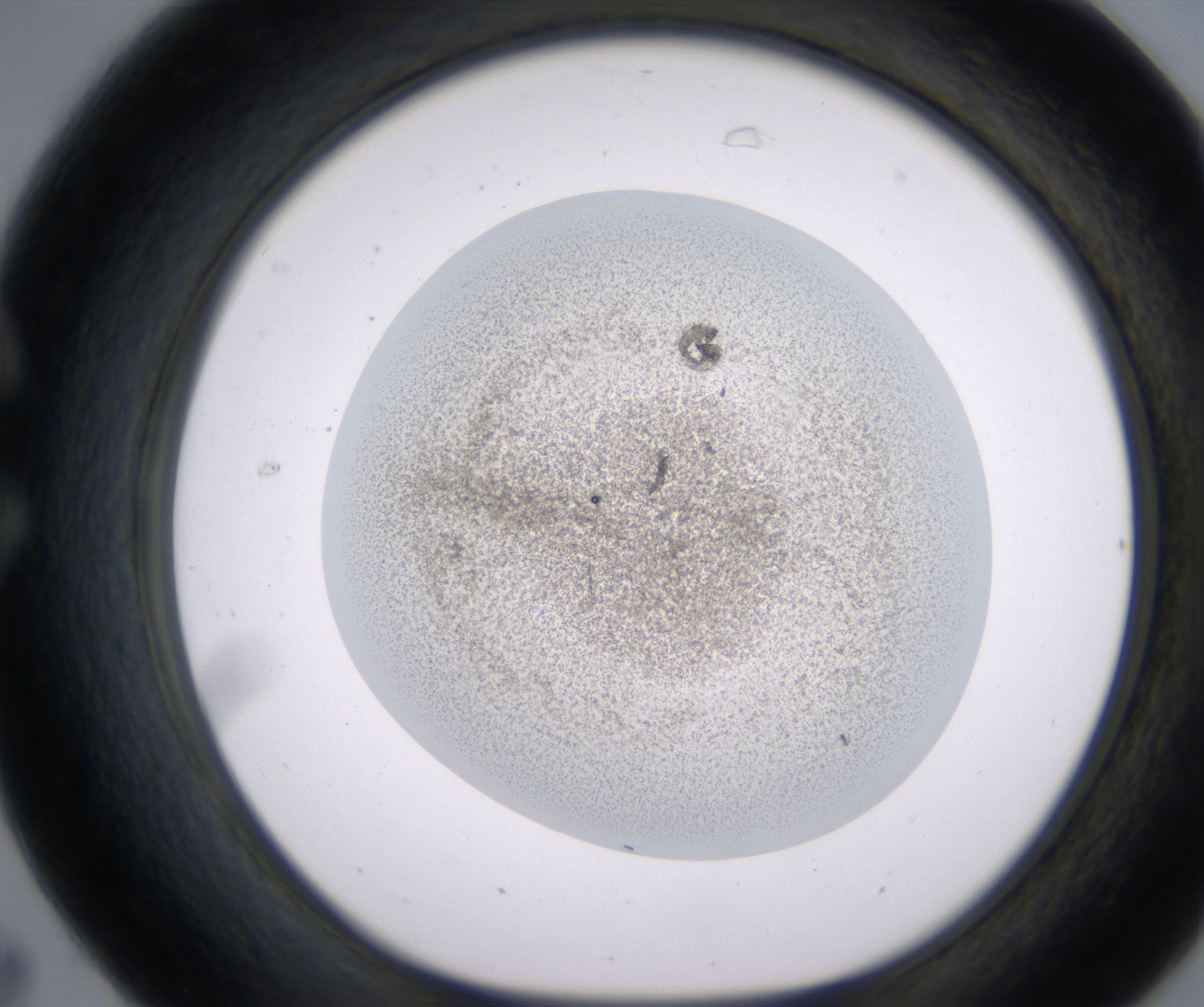 C7_HighResolution_Precipitate_1.jpg