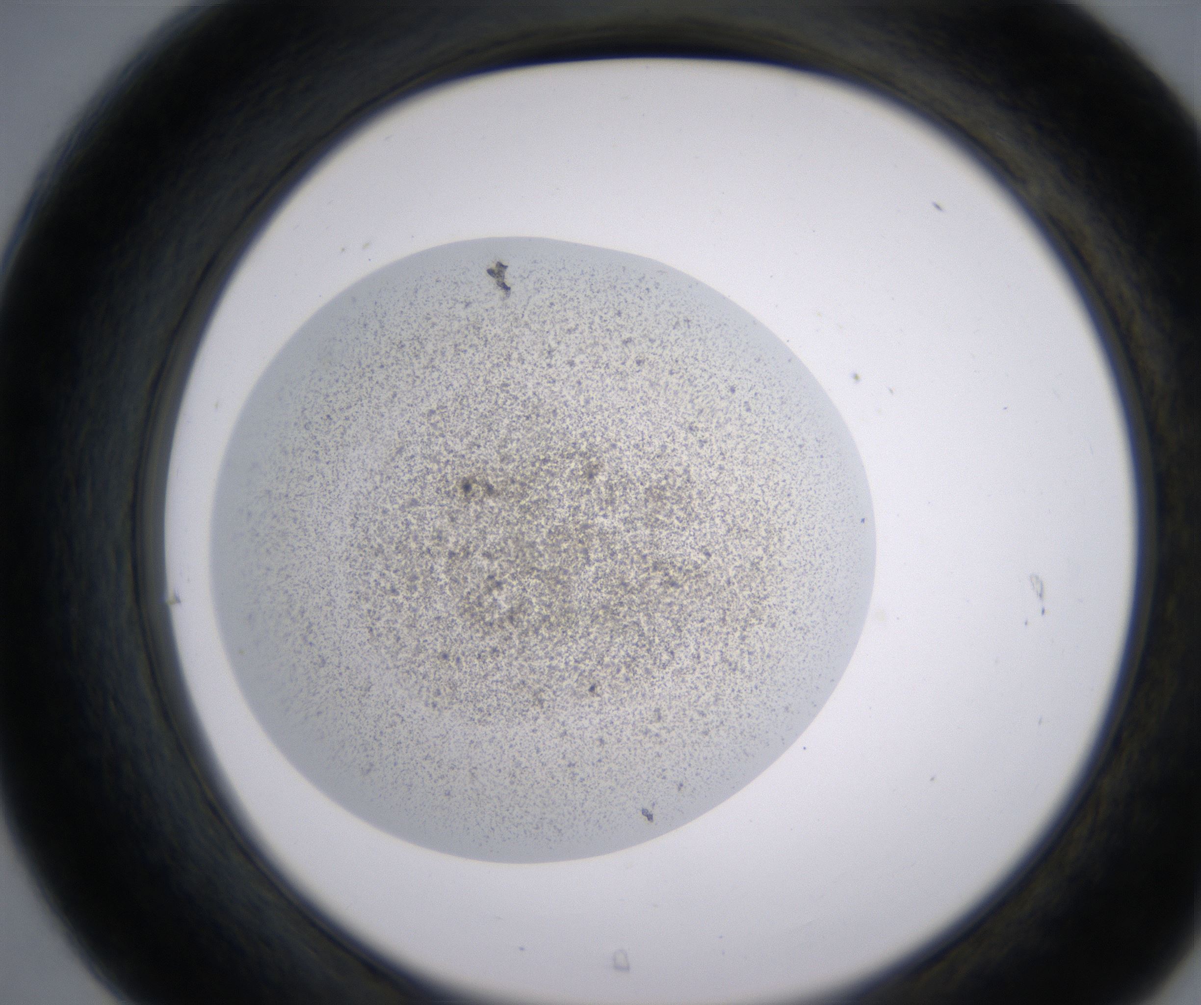 C7_HighResolution_Precipitate_2.jpg