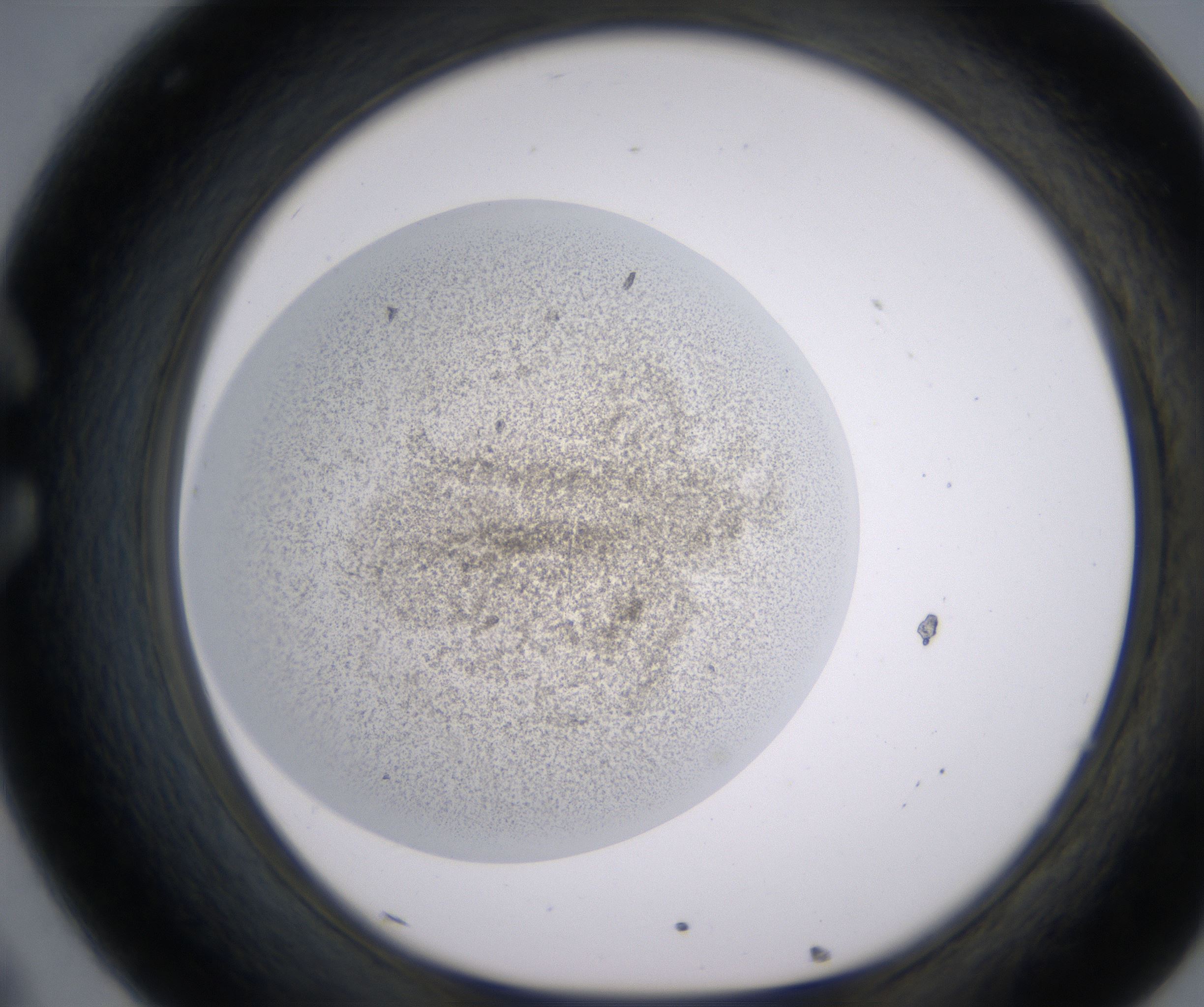 C8_HighResolution_Precipitate_1.jpg