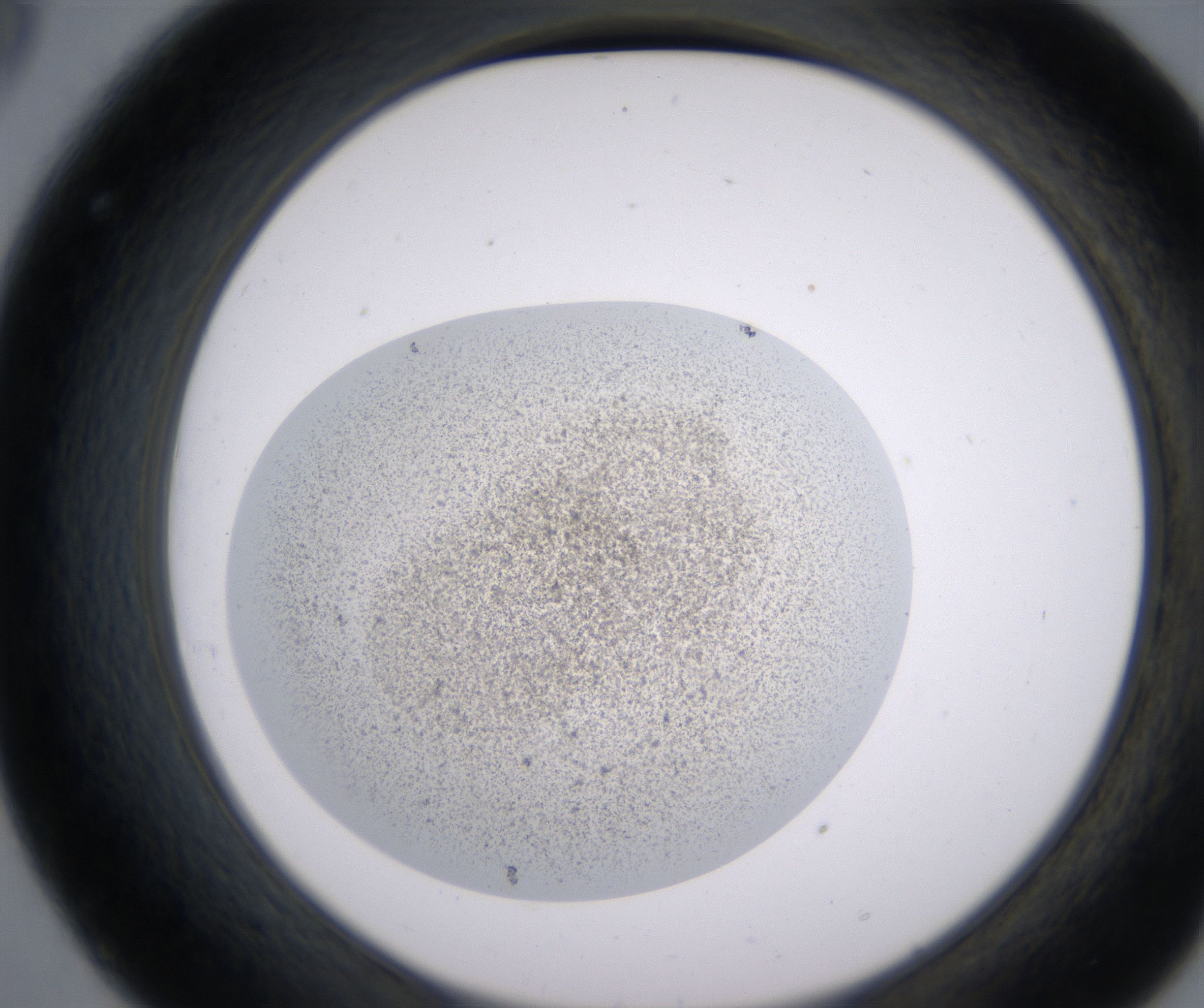 C8_HighResolution_Precipitate_2.jpg