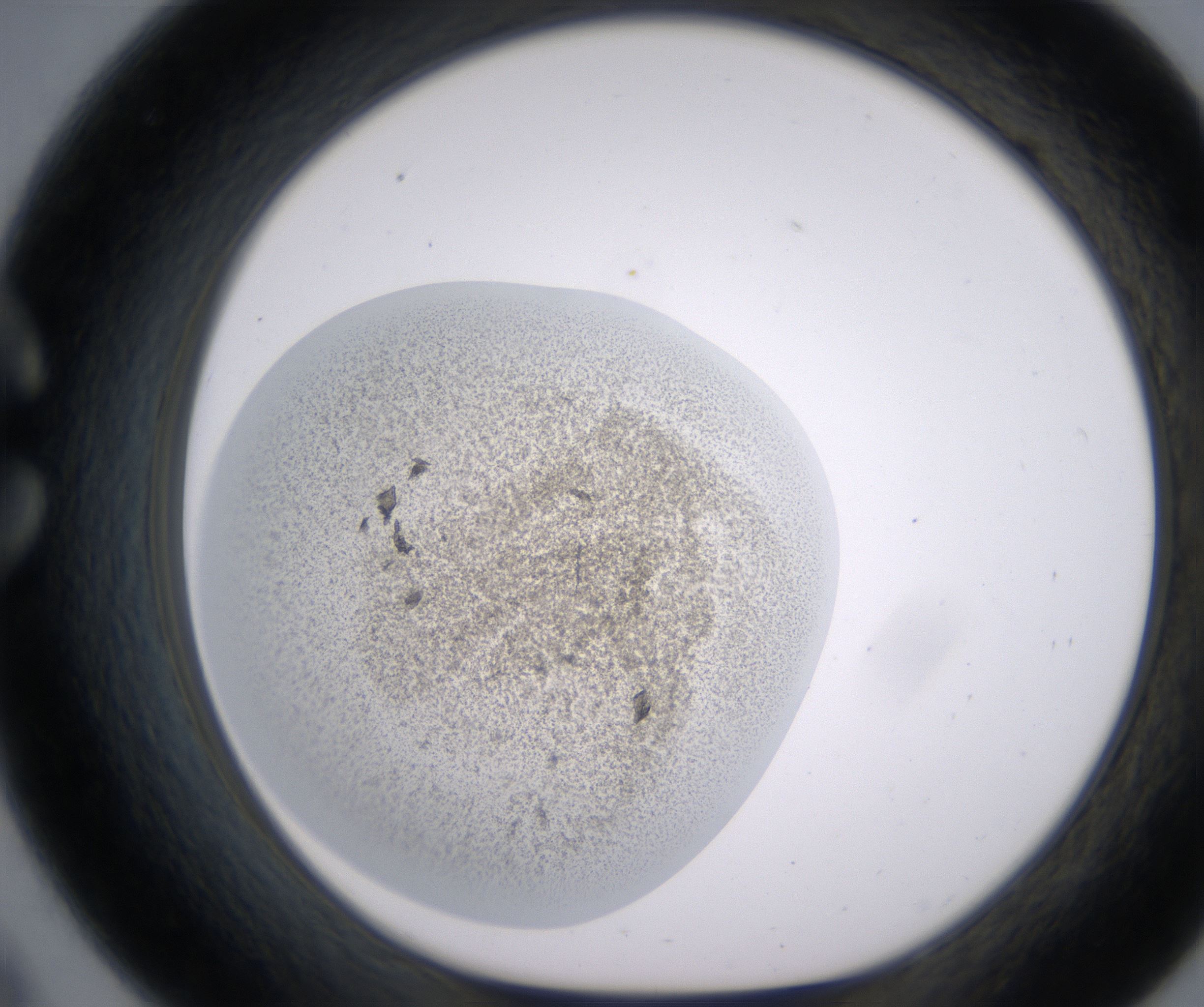 C9_HighResolution_Precipitate_1.jpg