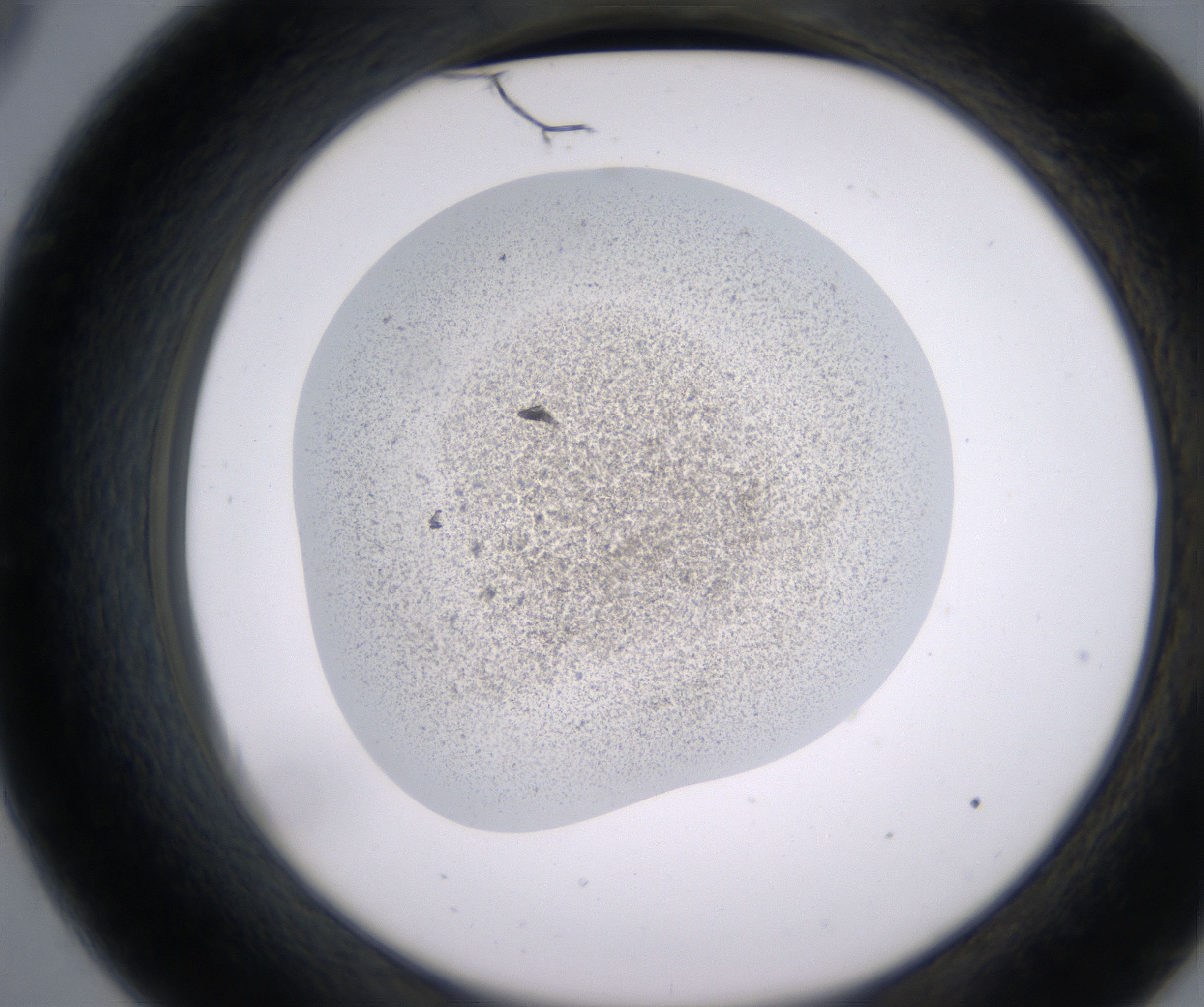 C9_HighResolution_Precipitate_2.jpg