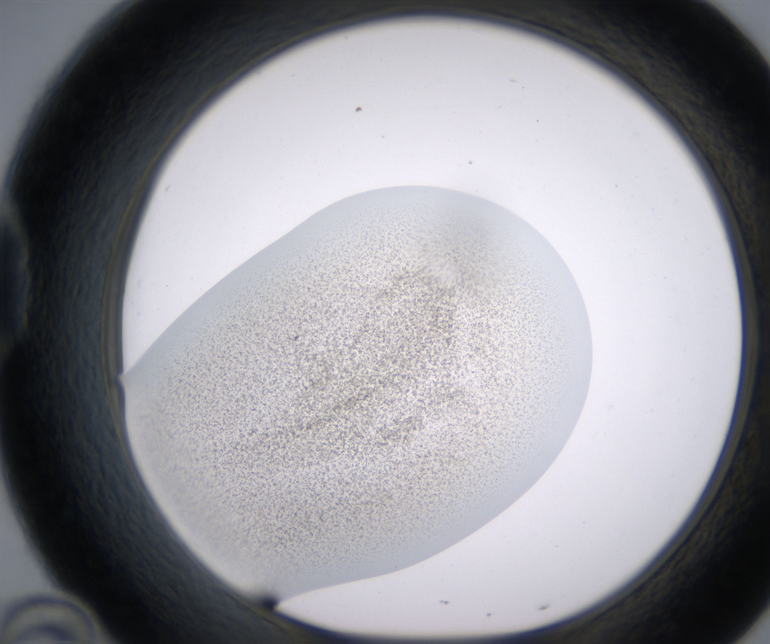 D10_HighResolution_Precipitate_1.jpg
