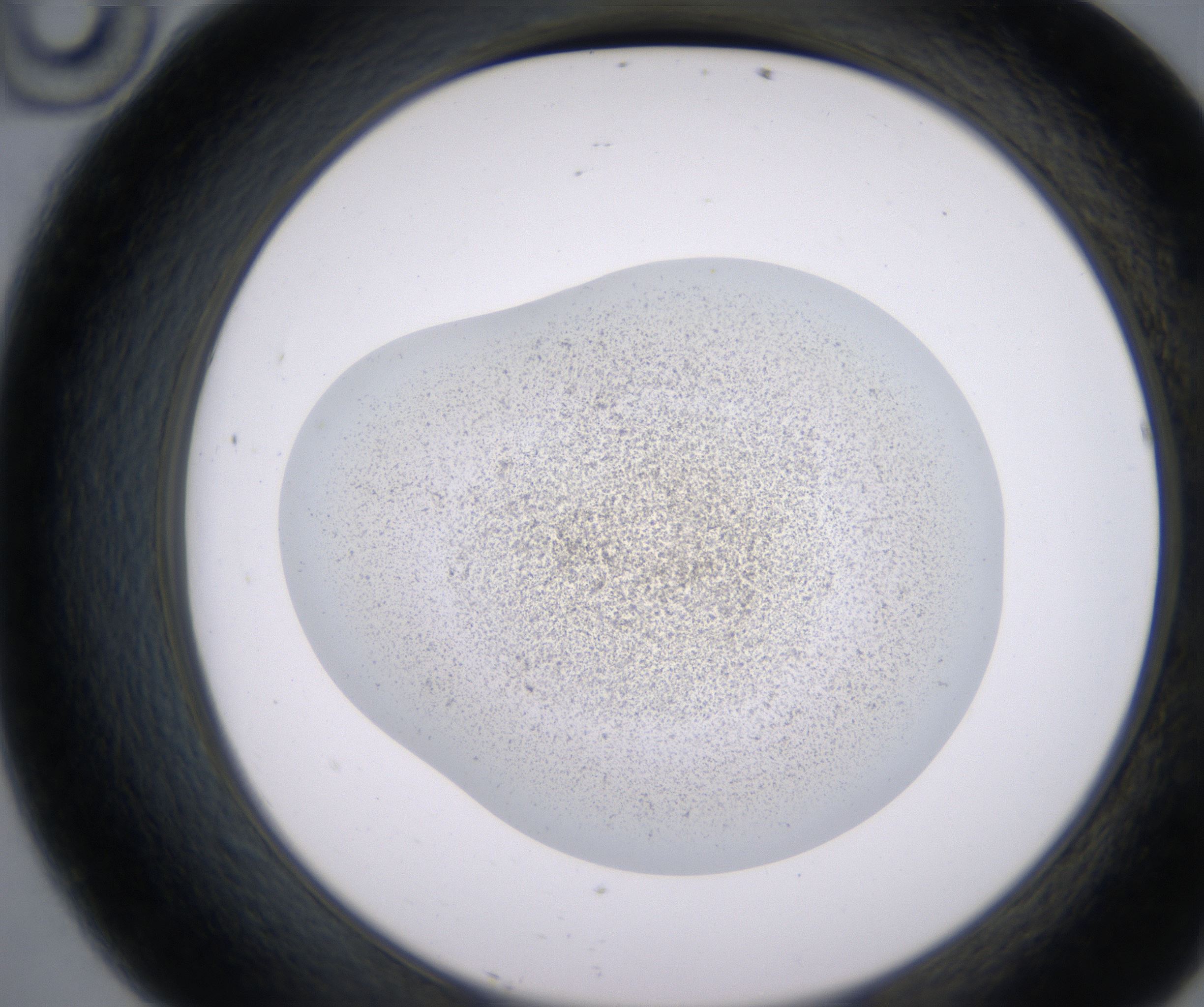 D10_HighResolution_Precipitate_2.jpg