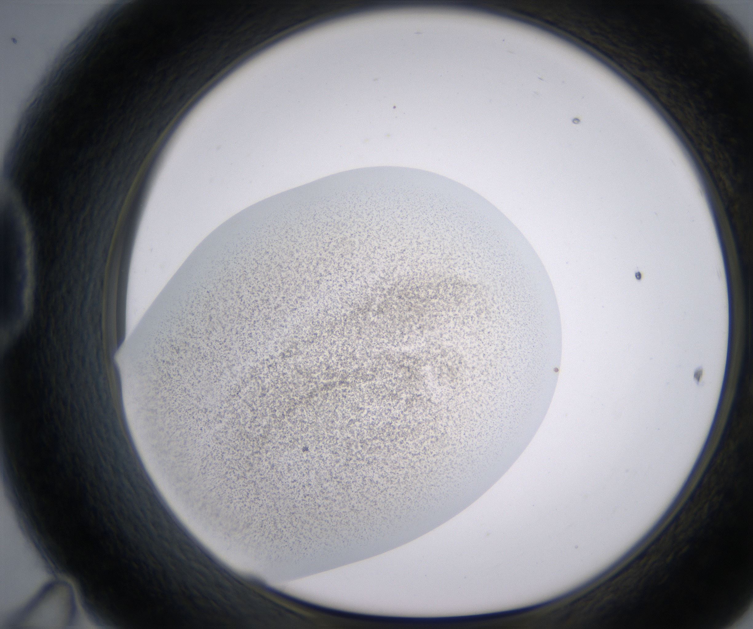 D11_HighResolution_Precipitate_1.jpg