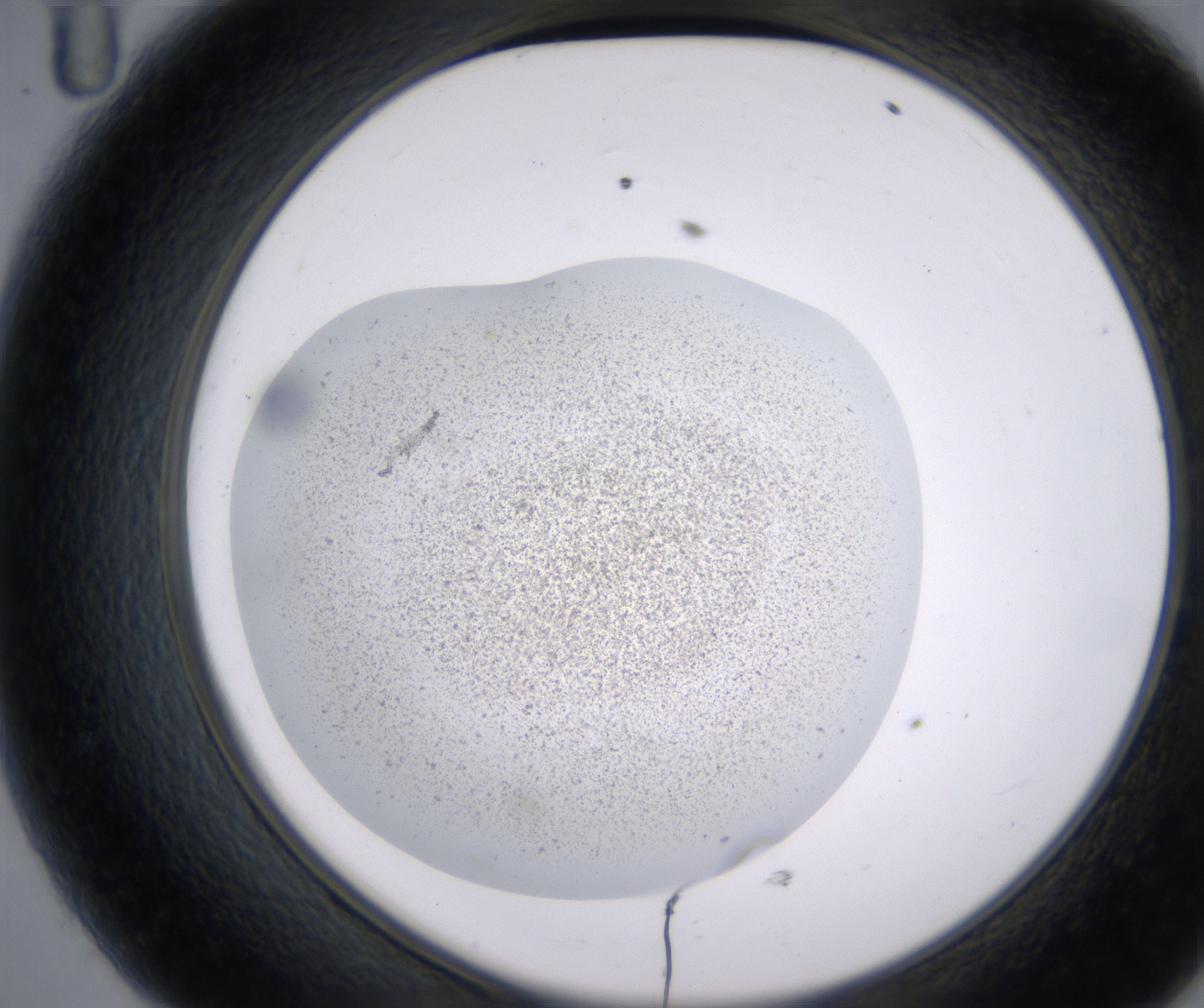 D11_HighResolution_Precipitate_2.jpg