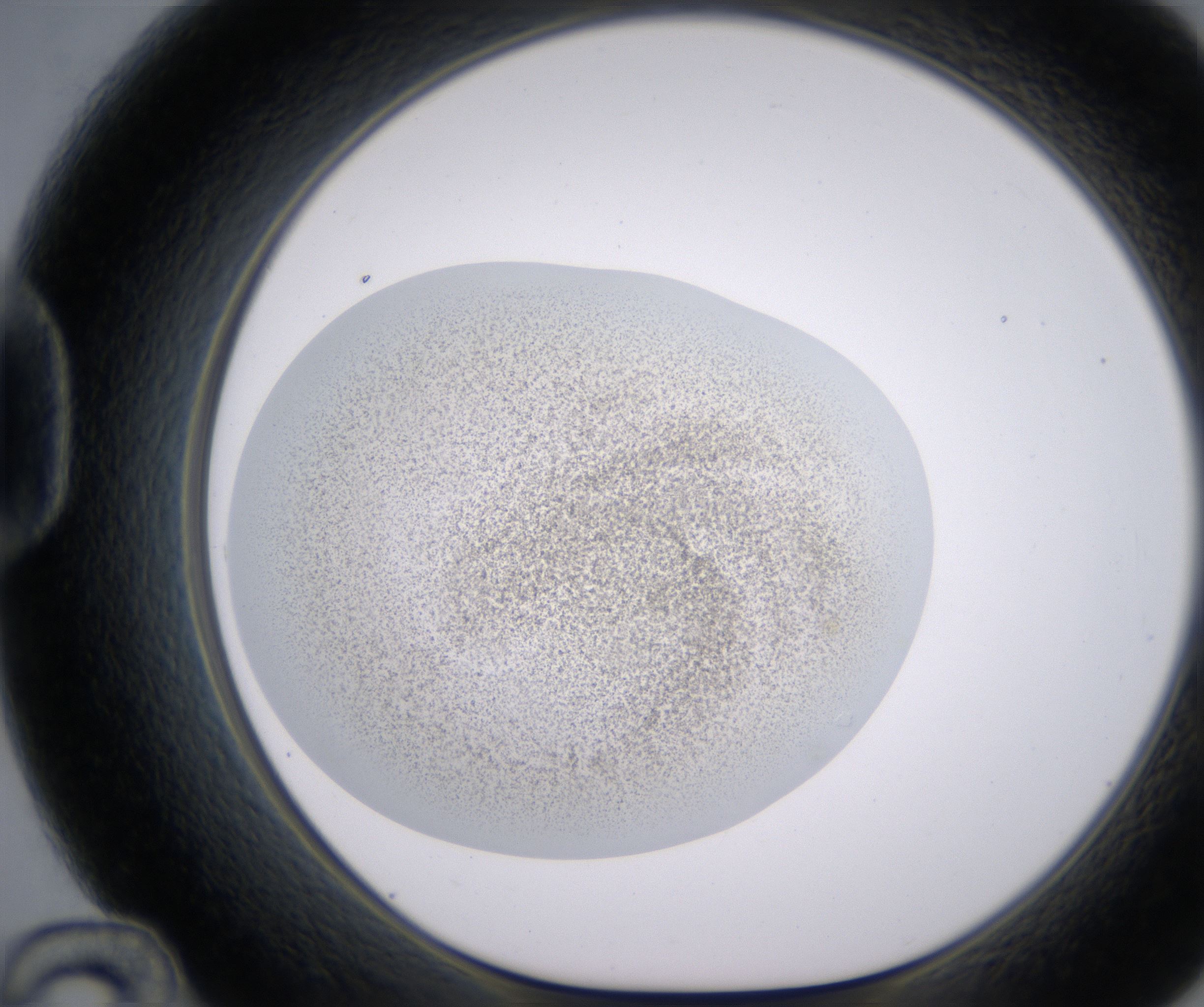 D12_HighResolution_Precipitate_1.jpg
