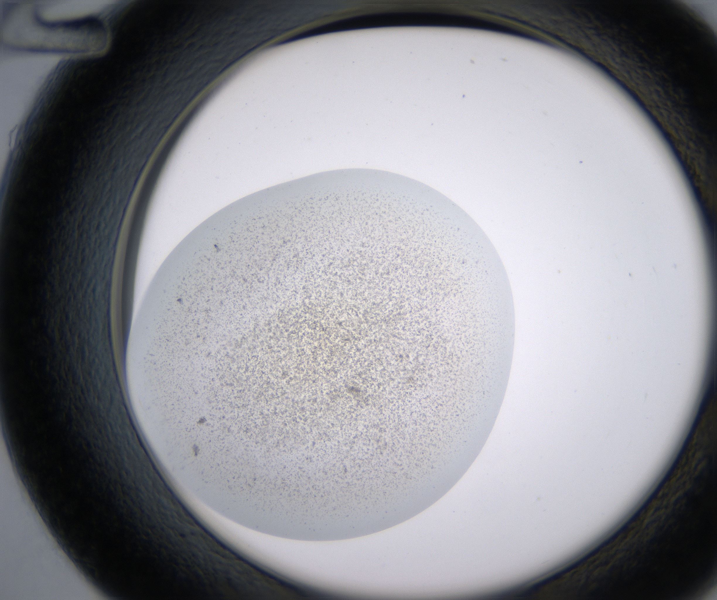 D12_HighResolution_Precipitate_2.jpg