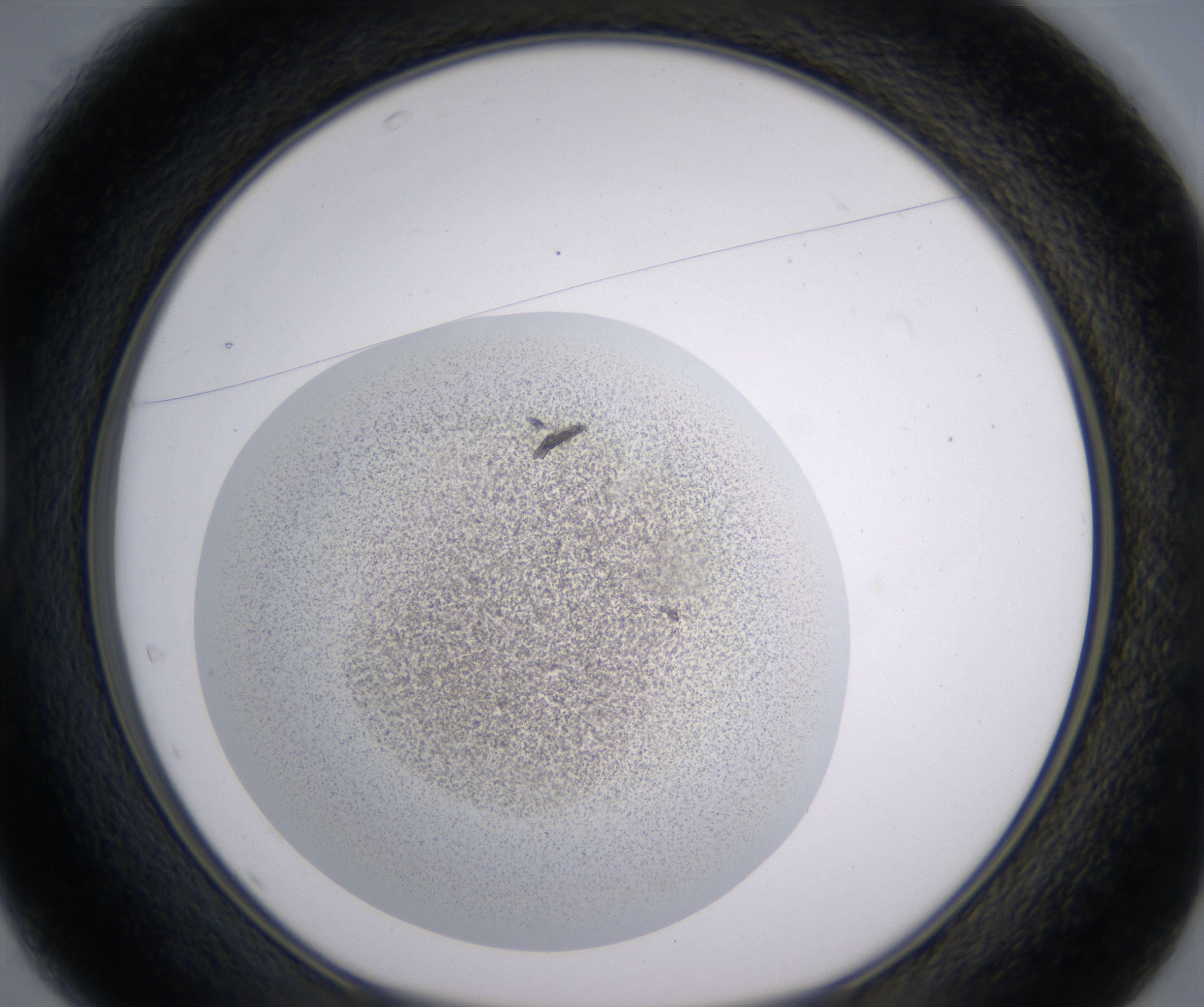 D1_HighResolution_Precipitate_1.jpg