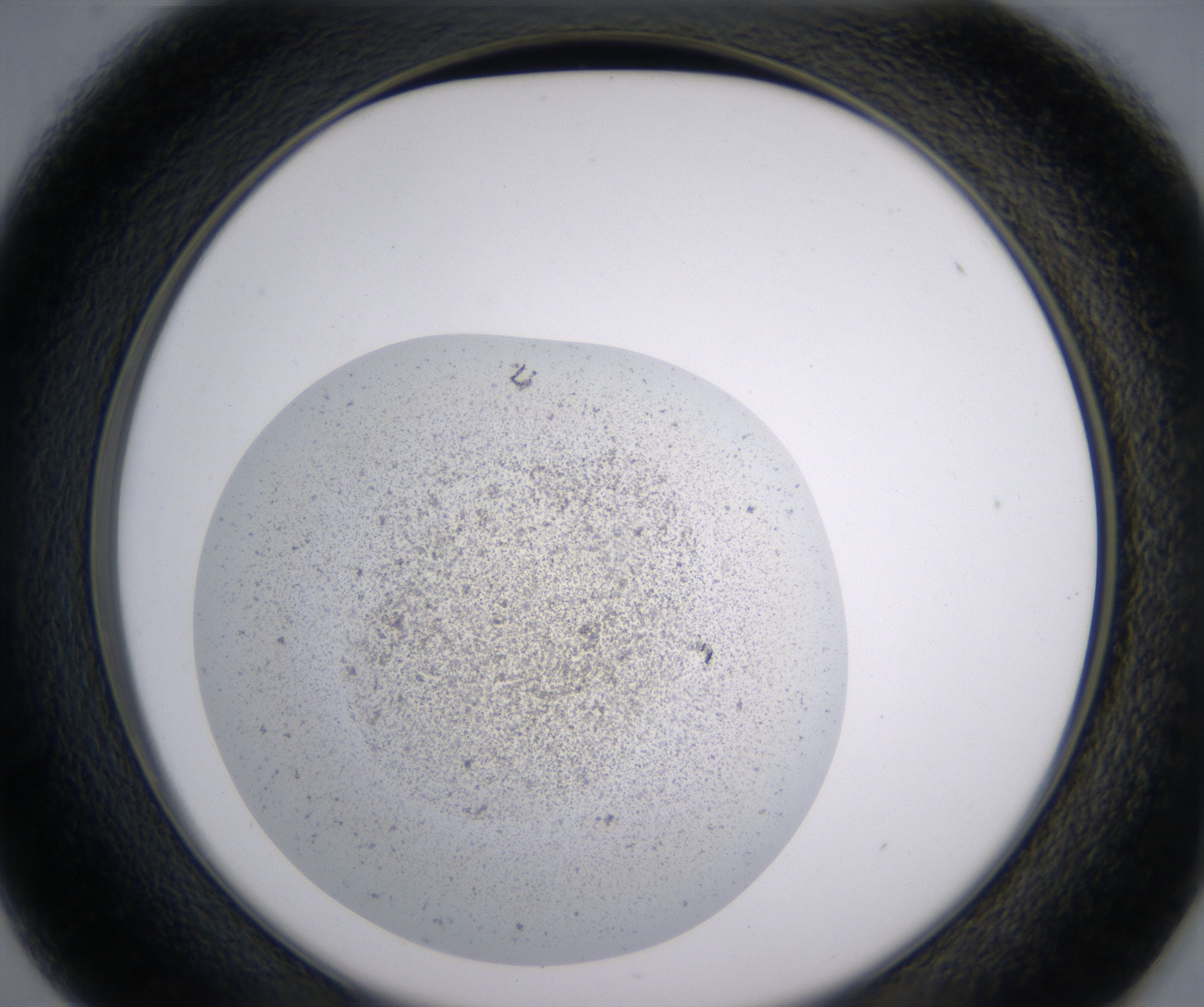 D1_HighResolution_Precipitate_2.jpg
