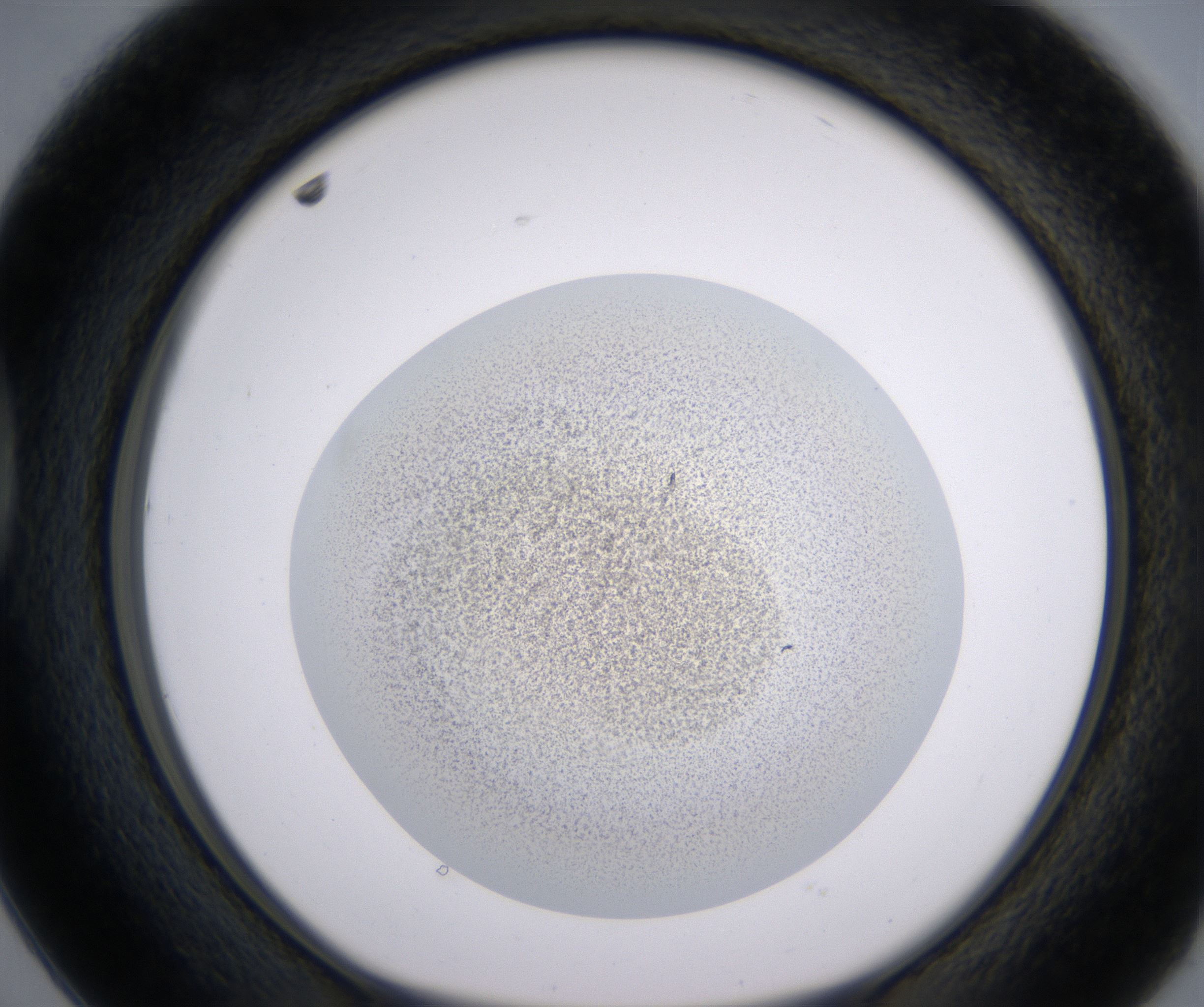 D2_HighResolution_Precipitate_1.jpg
