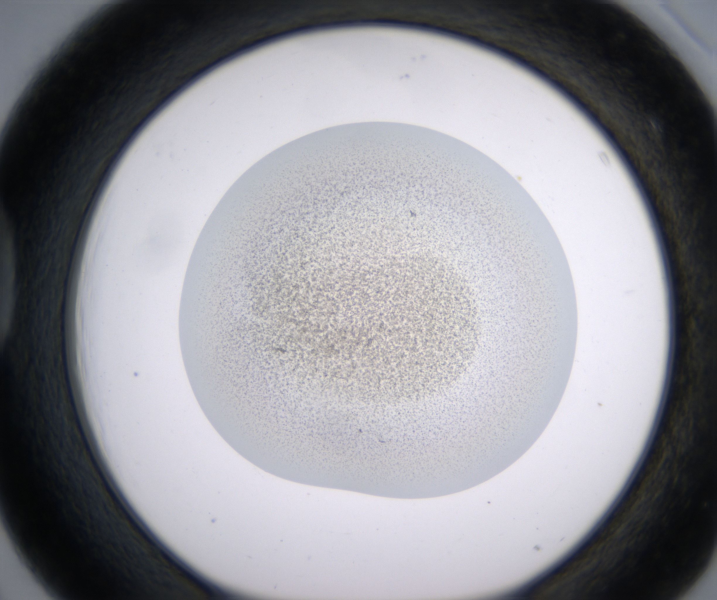 D3_HighResolution_Precipitate_1.jpg