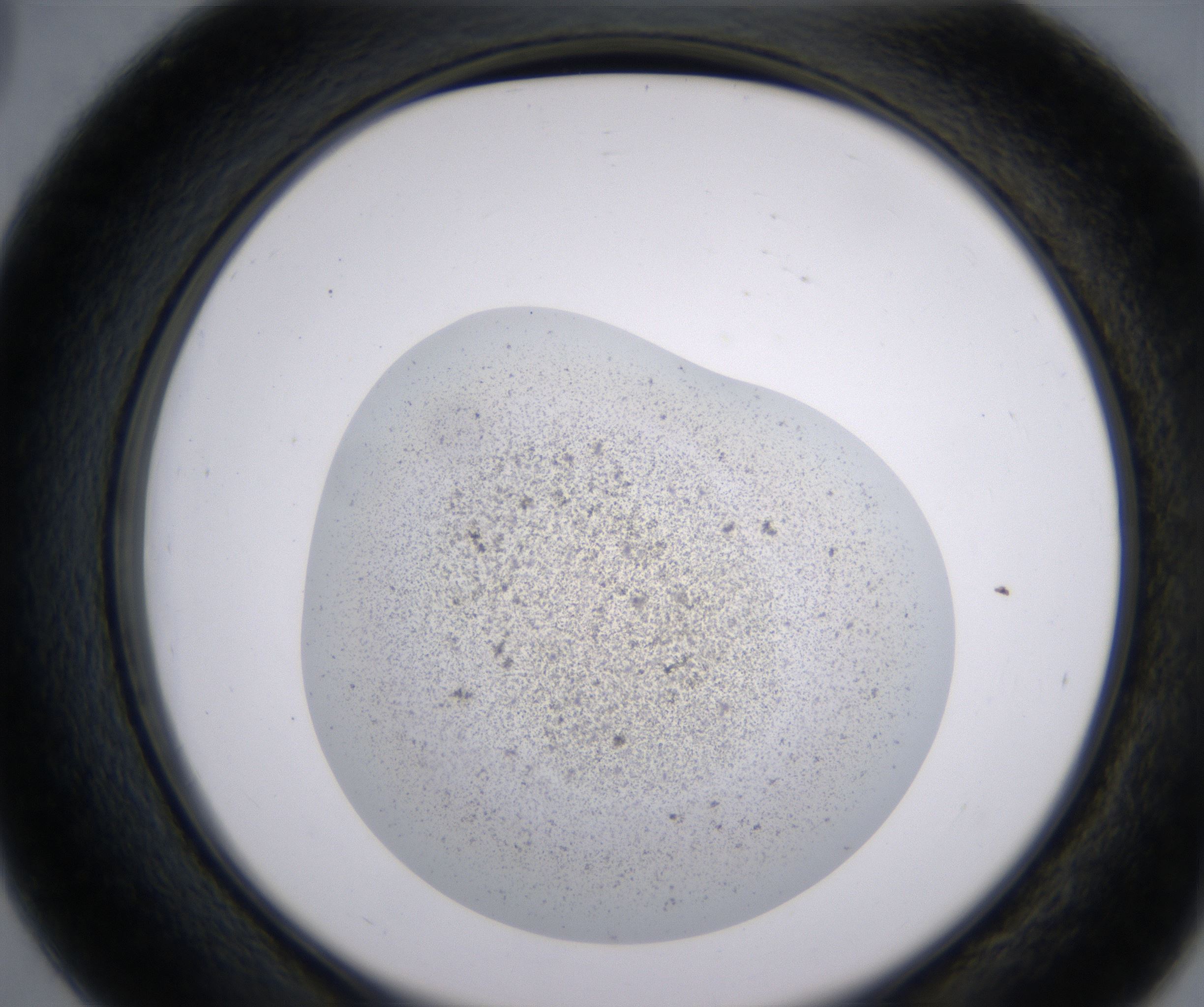 D3_HighResolution_Precipitate_2.jpg
