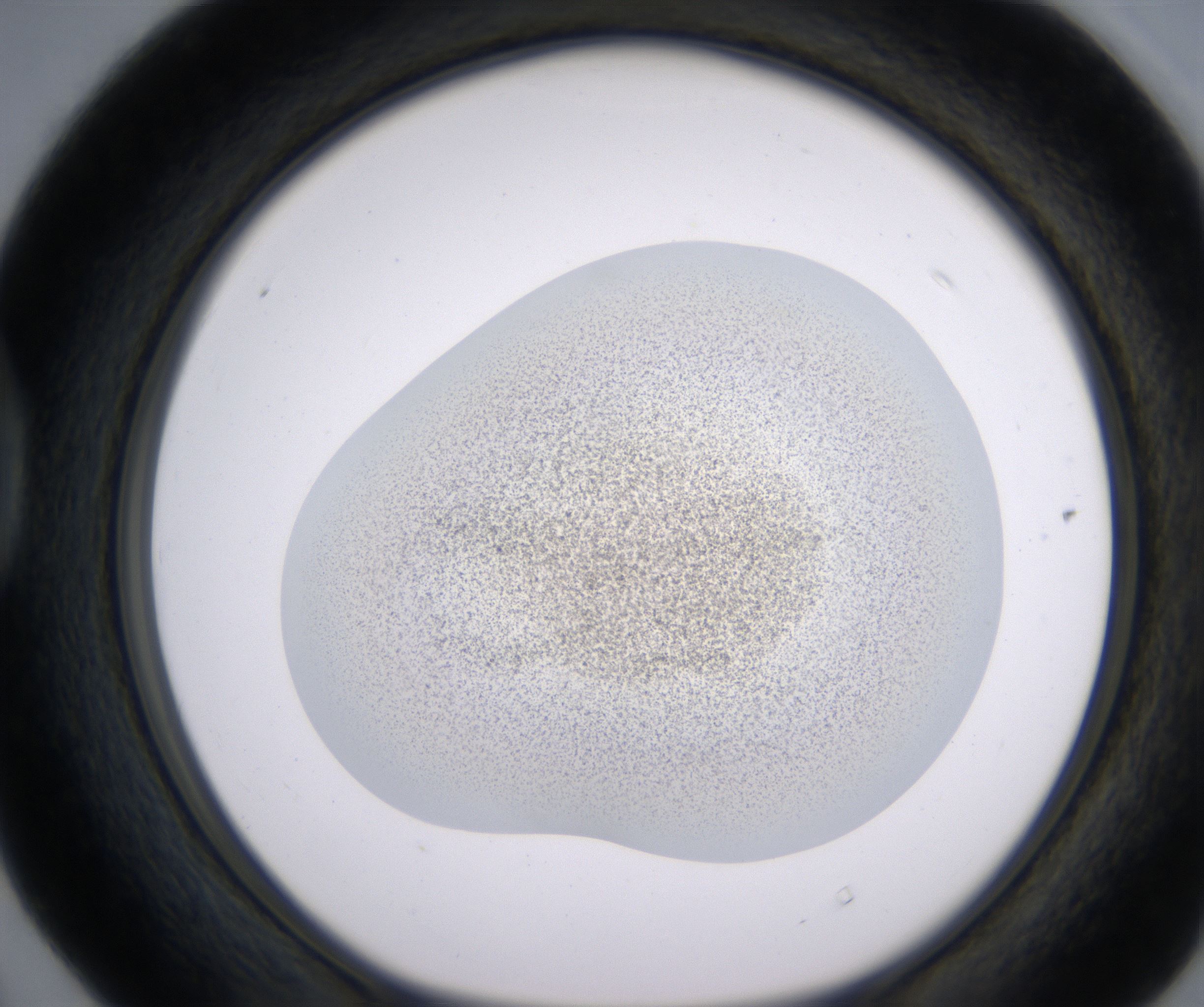 D4_HighResolution_Precipitate_1.jpg