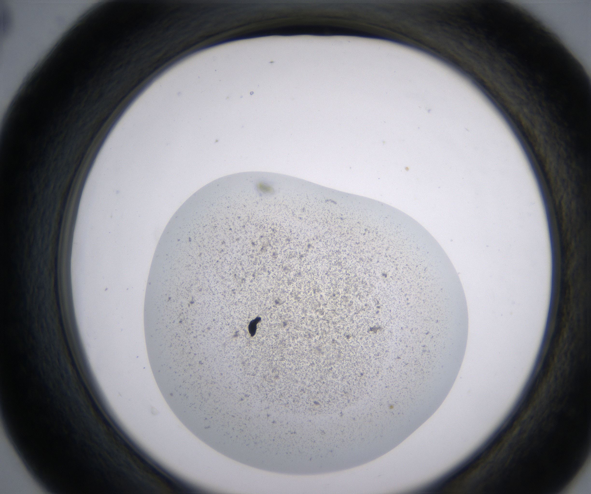 D4_HighResolution_Precipitate_2.jpg