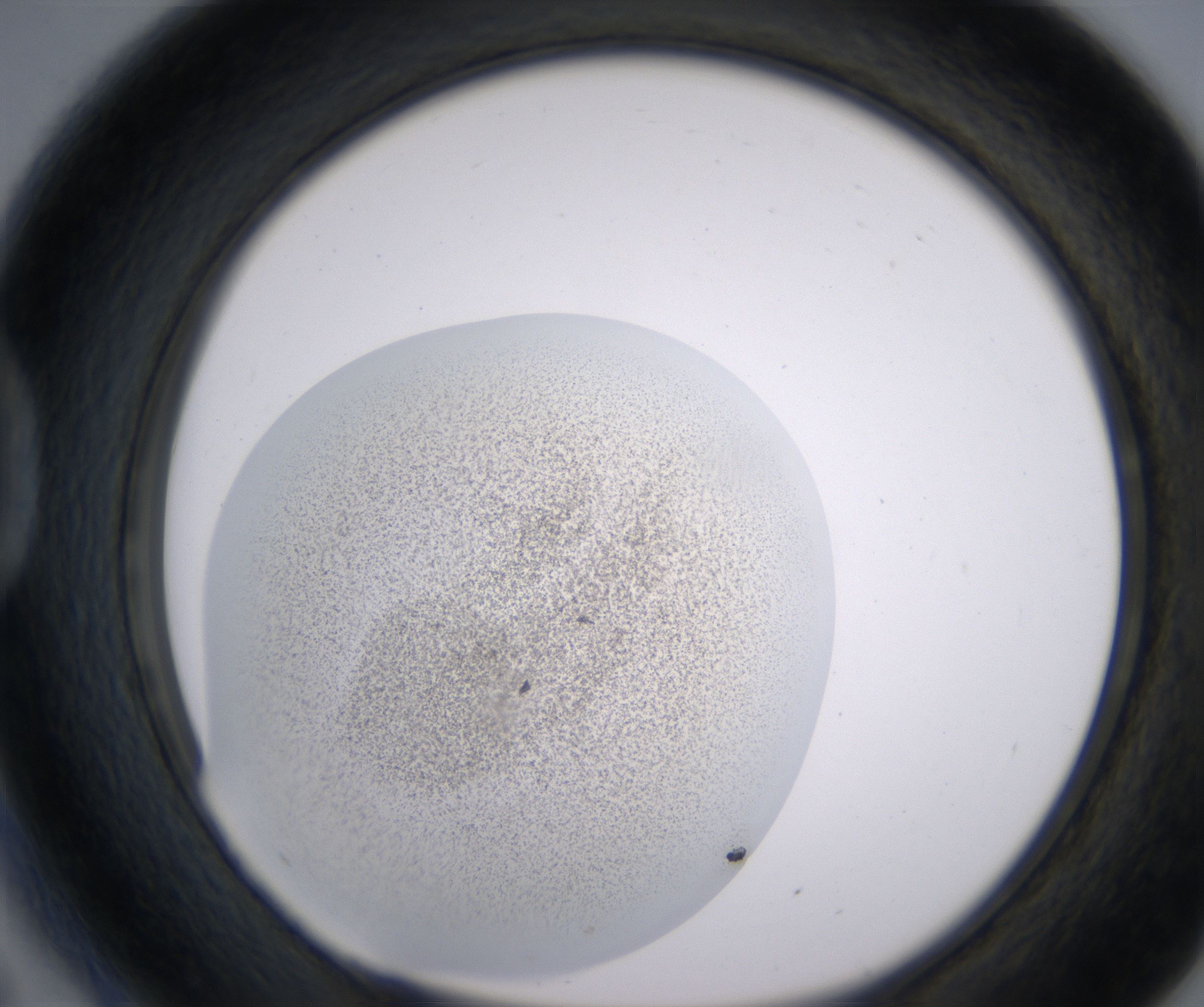 D5_HighResolution_Precipitate_1.jpg