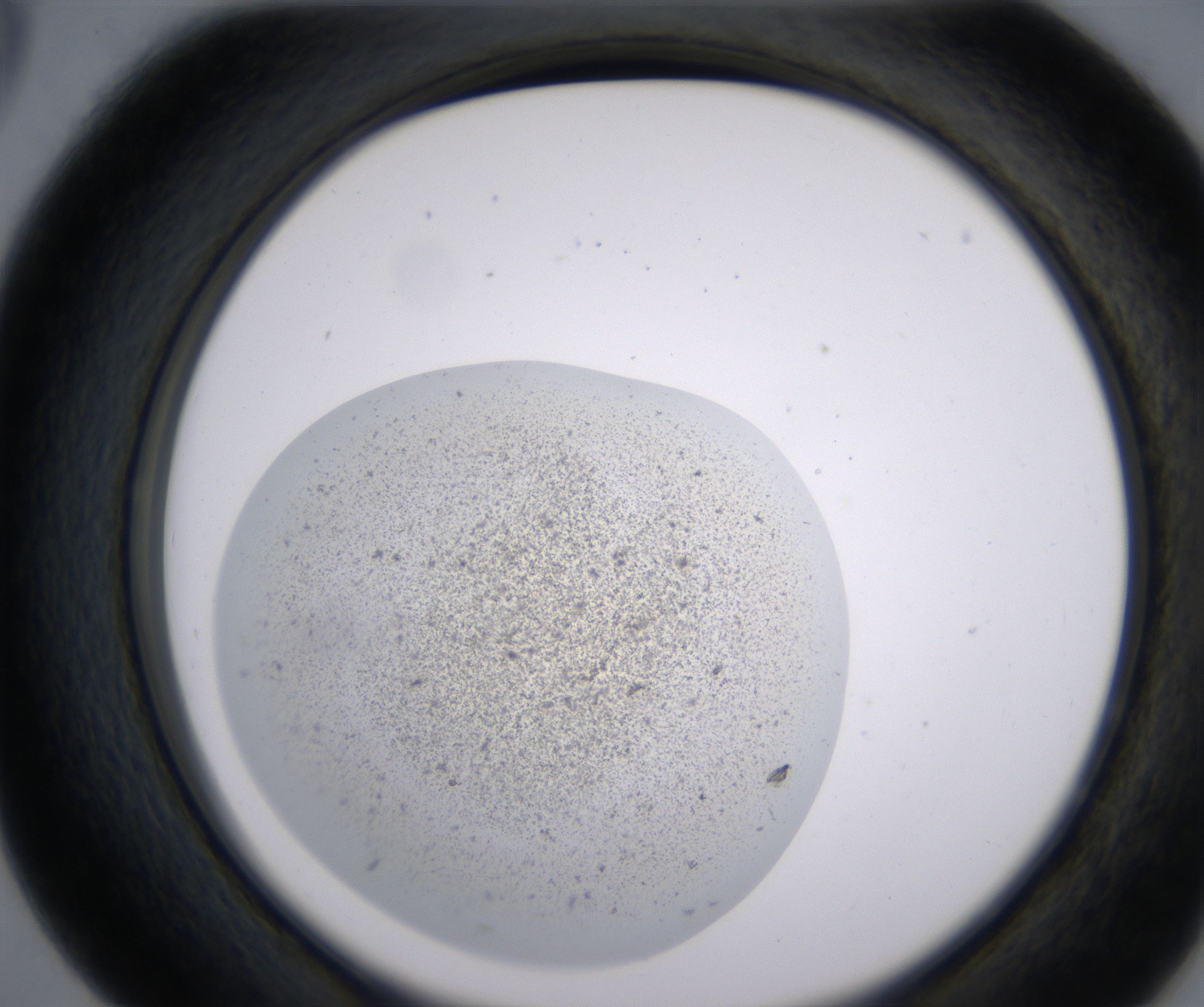 D5_HighResolution_Precipitate_2.jpg