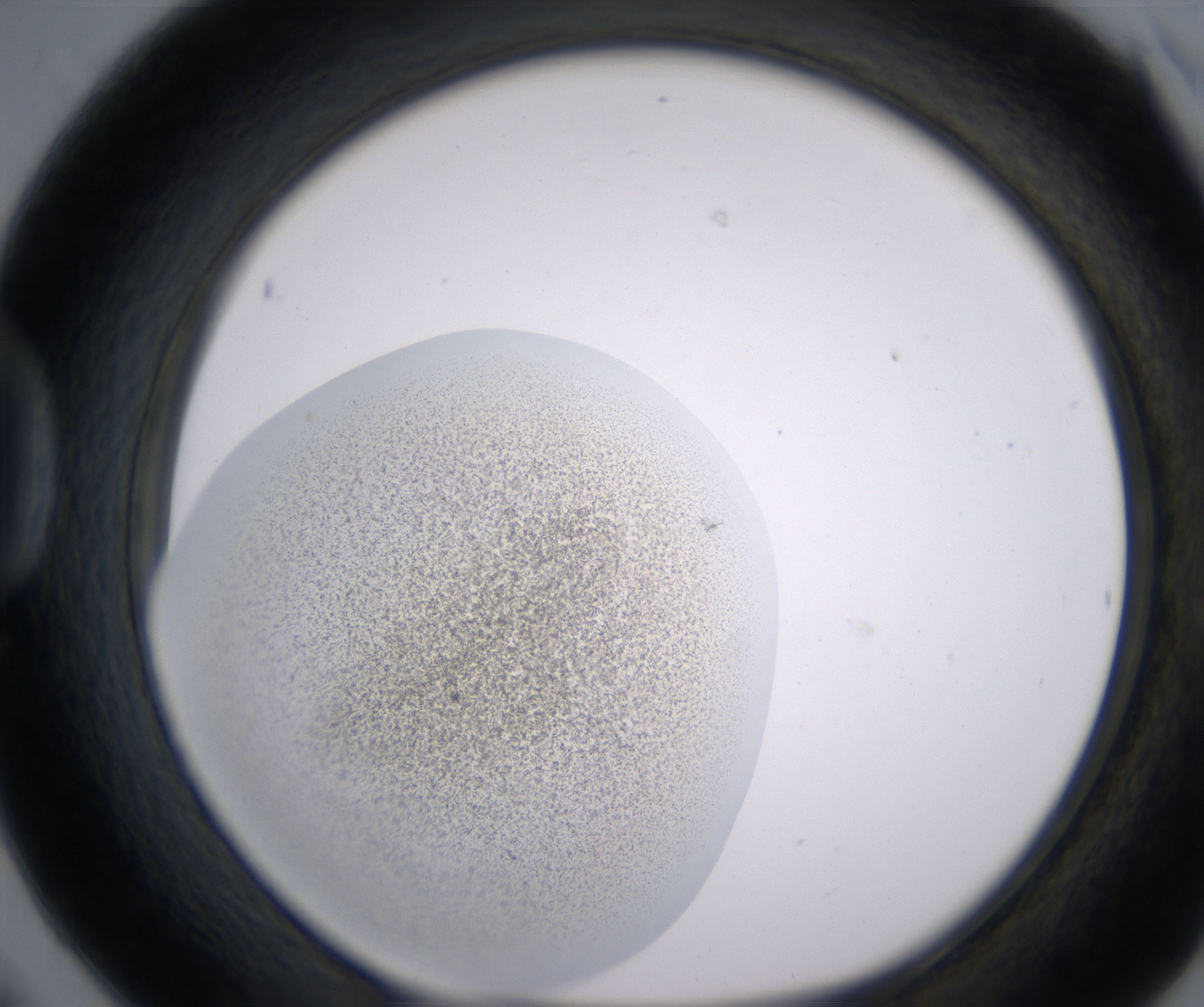 D6_HighResolution_Precipitate_1.jpg