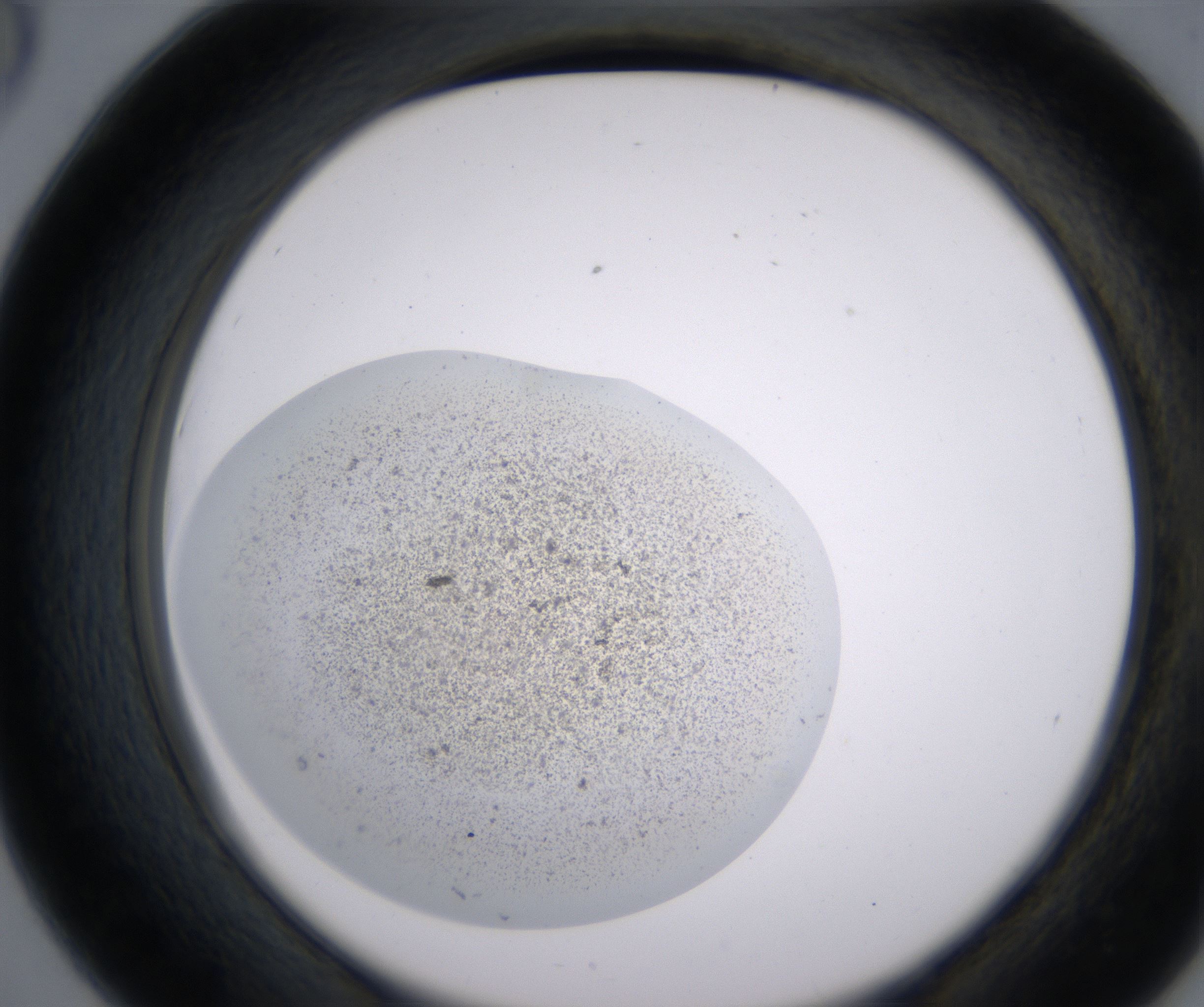 D6_HighResolution_Precipitate_2.jpg