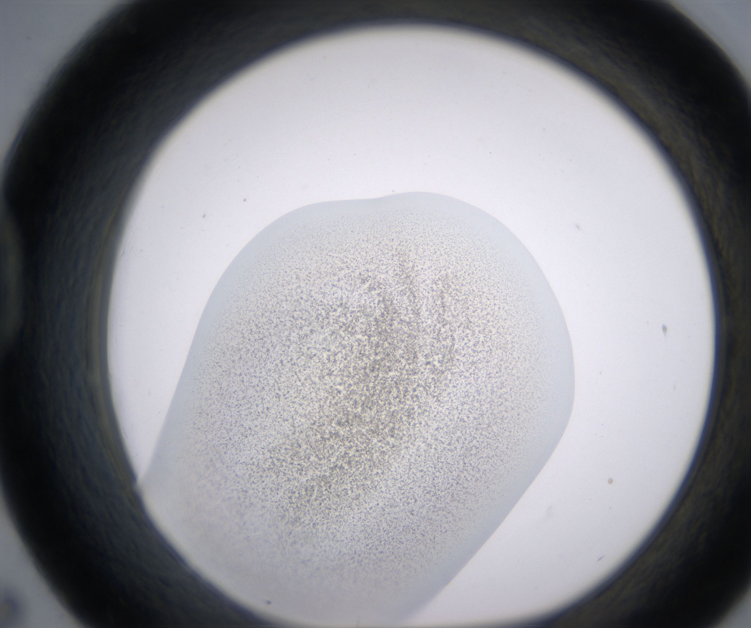 D7_HighResolution_Precipitate_1.jpg