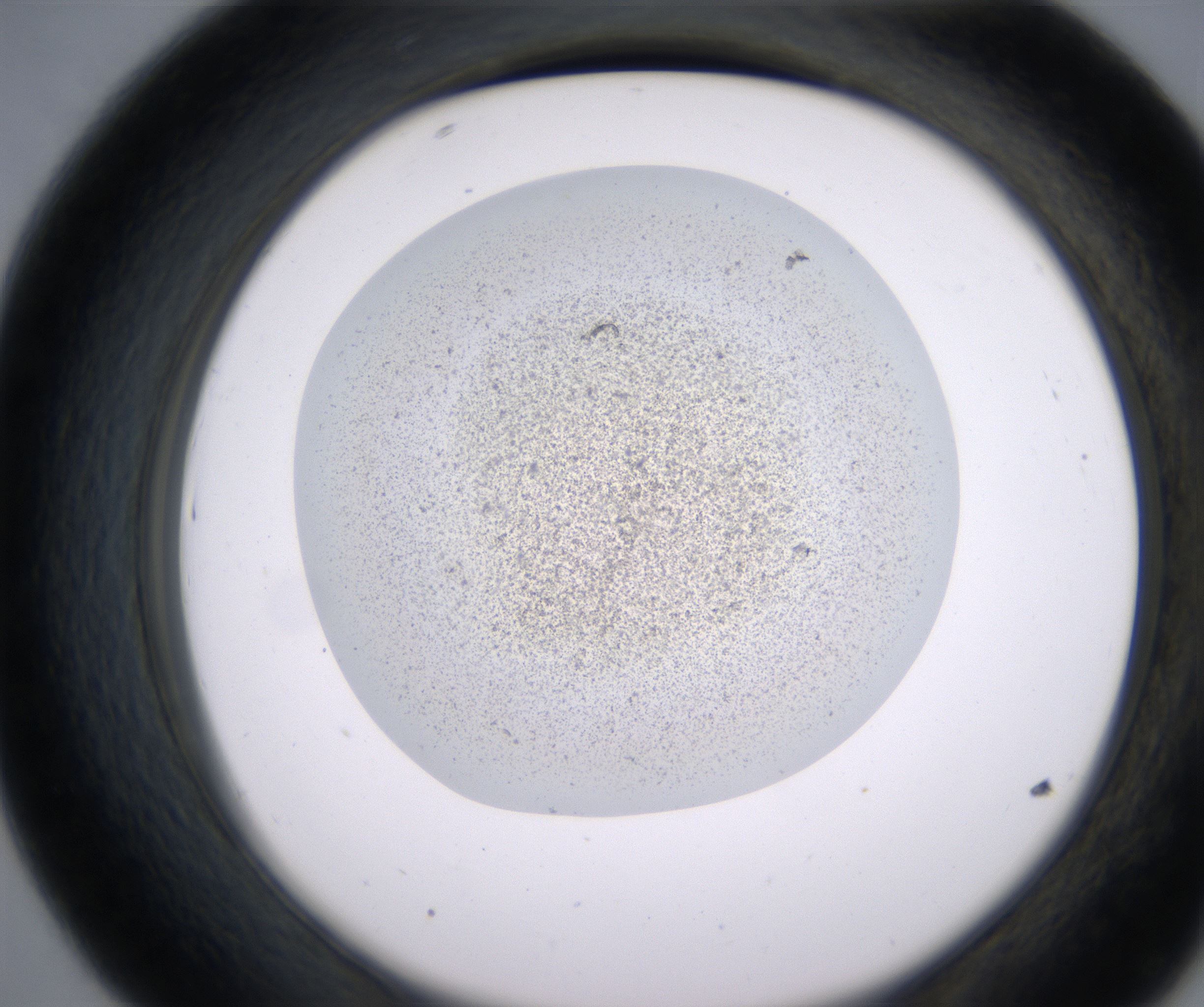 D7_HighResolution_Precipitate_2.jpg