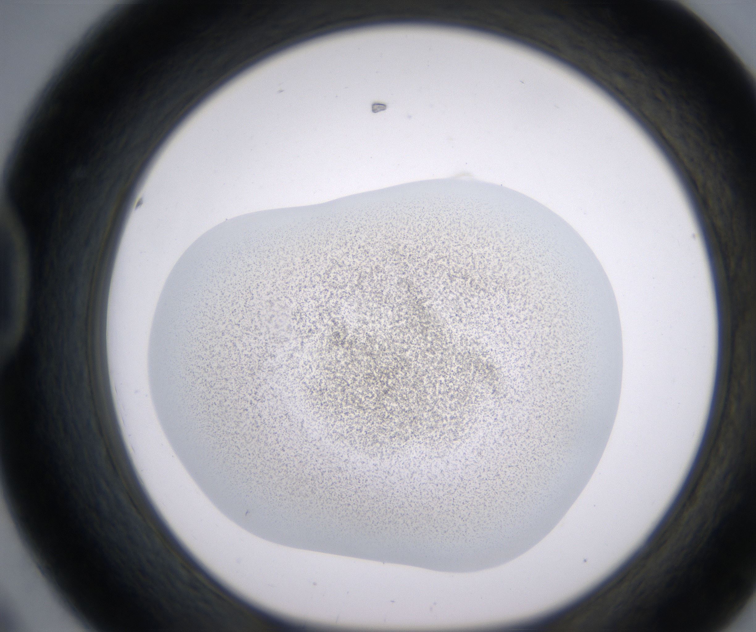 D8_HighResolution_Precipitate_1.jpg