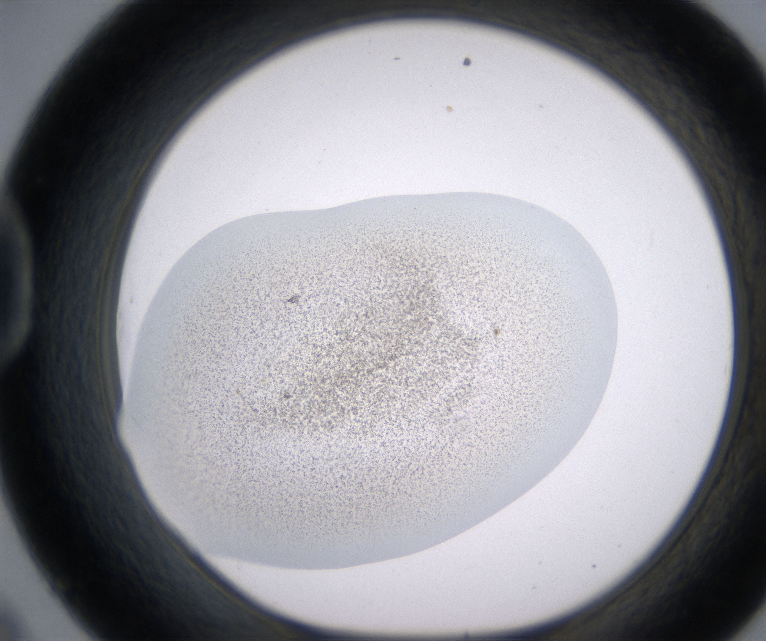 D9_HighResolution_Precipitate_1.jpg