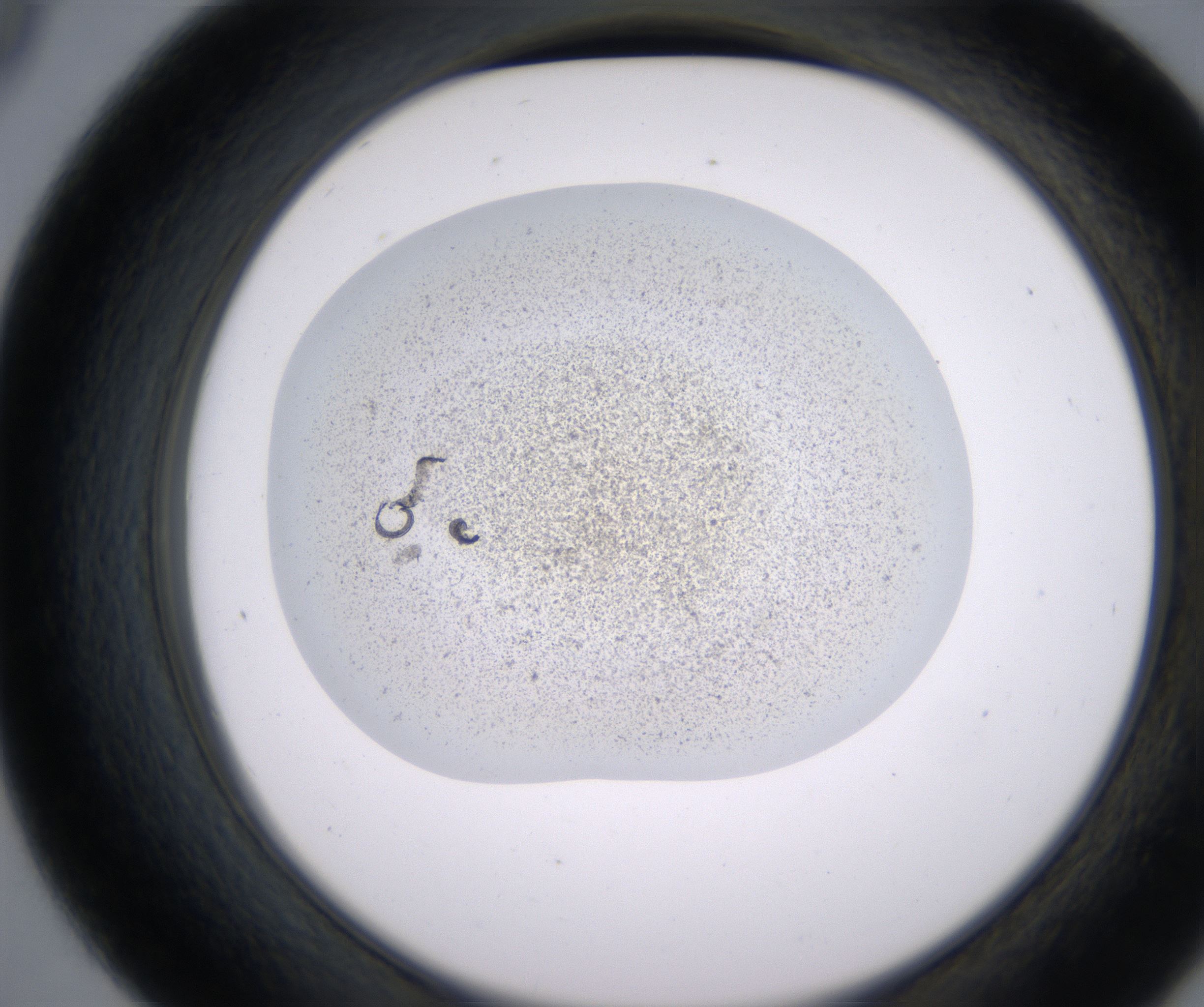 D9_HighResolution_Precipitate_2.jpg