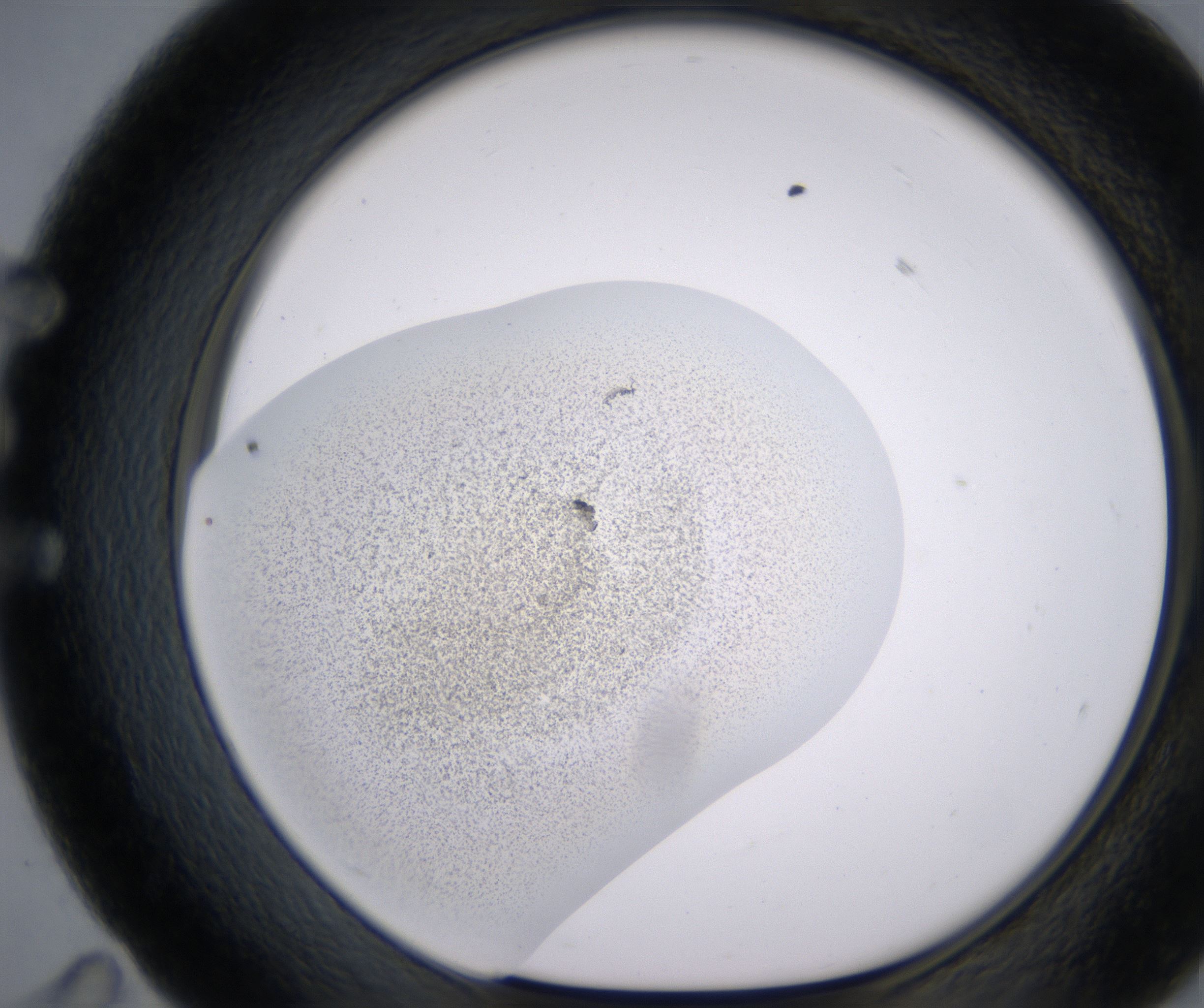 E11_HighResolution_Precipitate_1.jpg