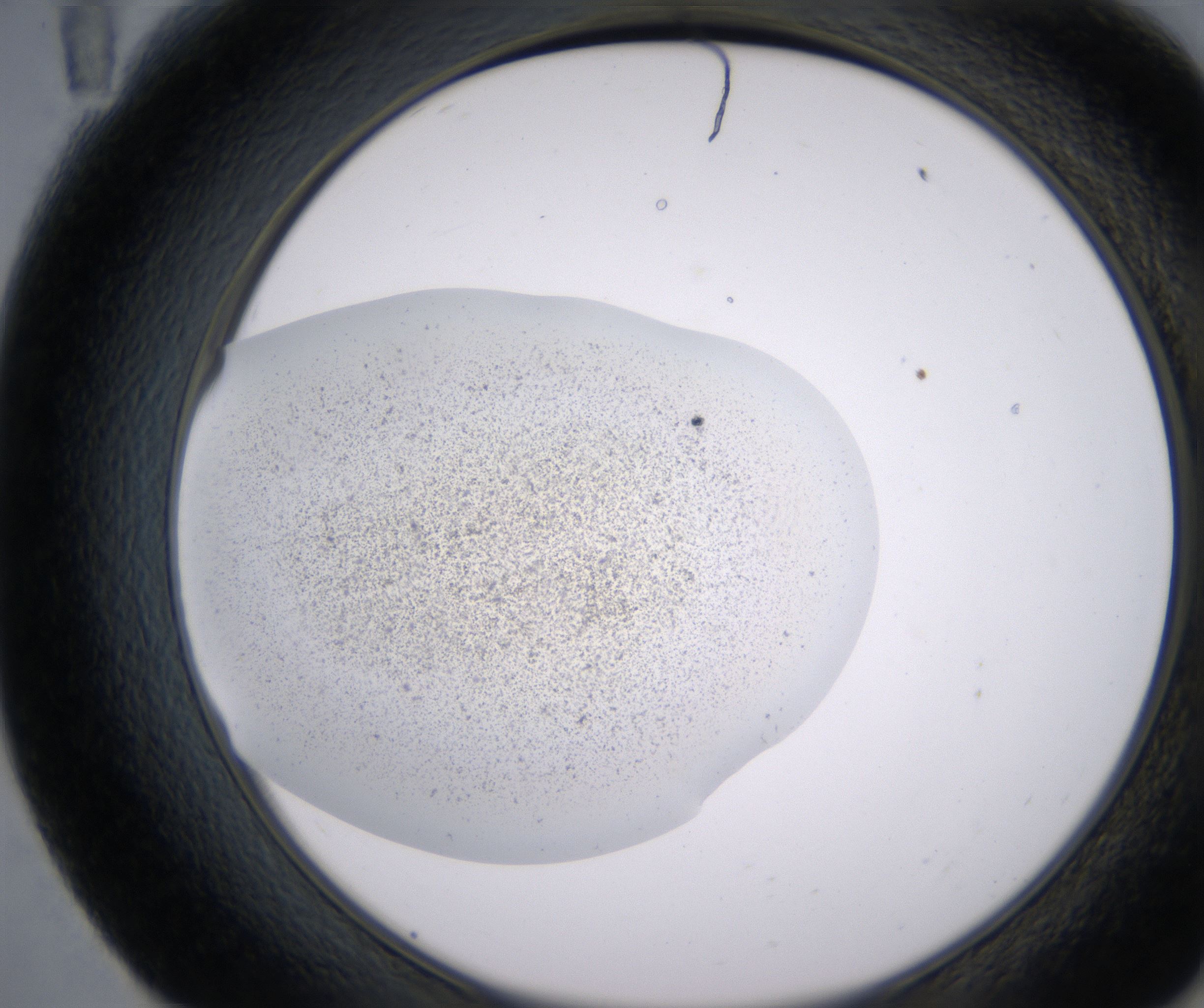E11_HighResolution_Precipitate_2.jpg