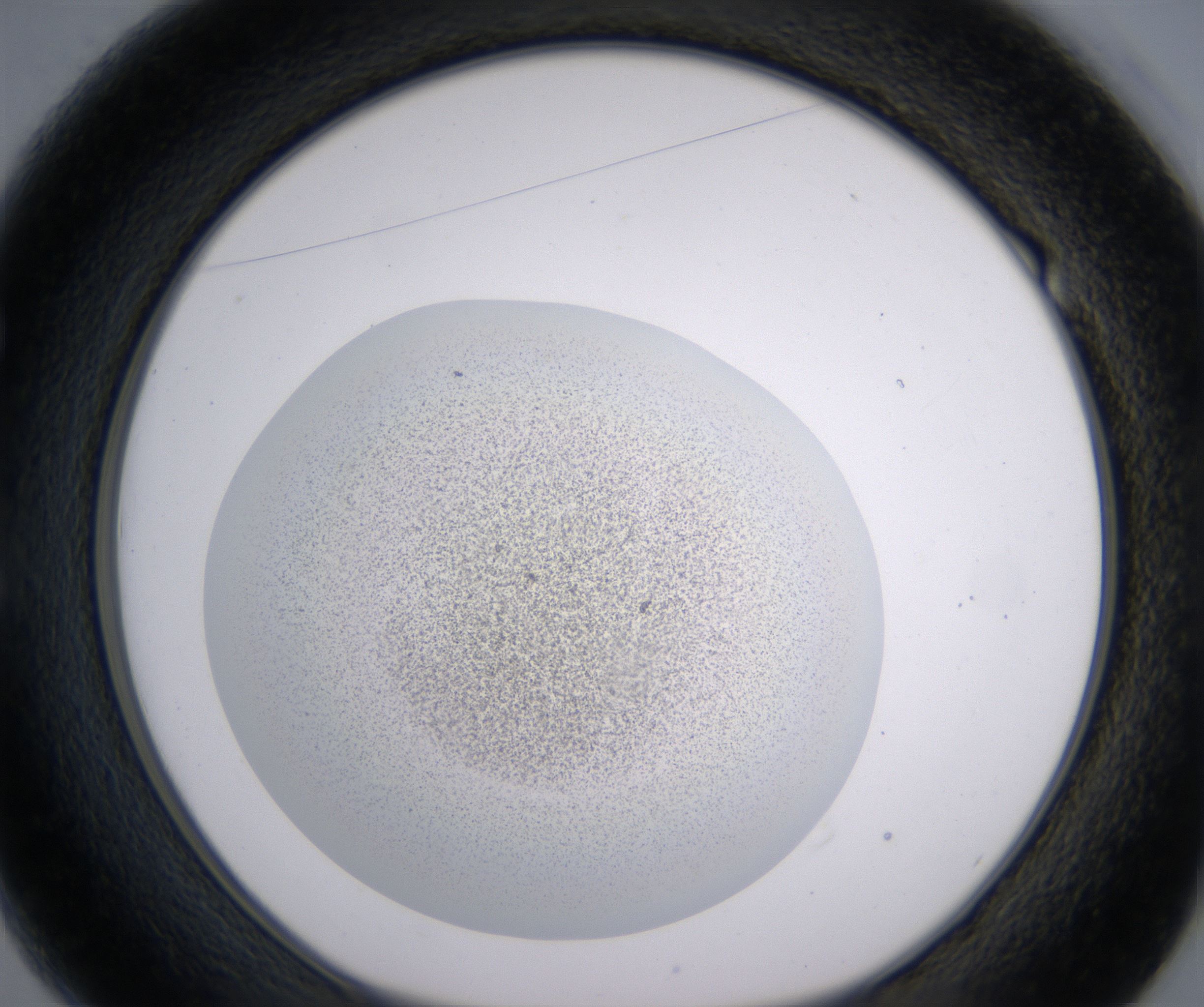 E1_HighResolution_Precipitate_1.jpg
