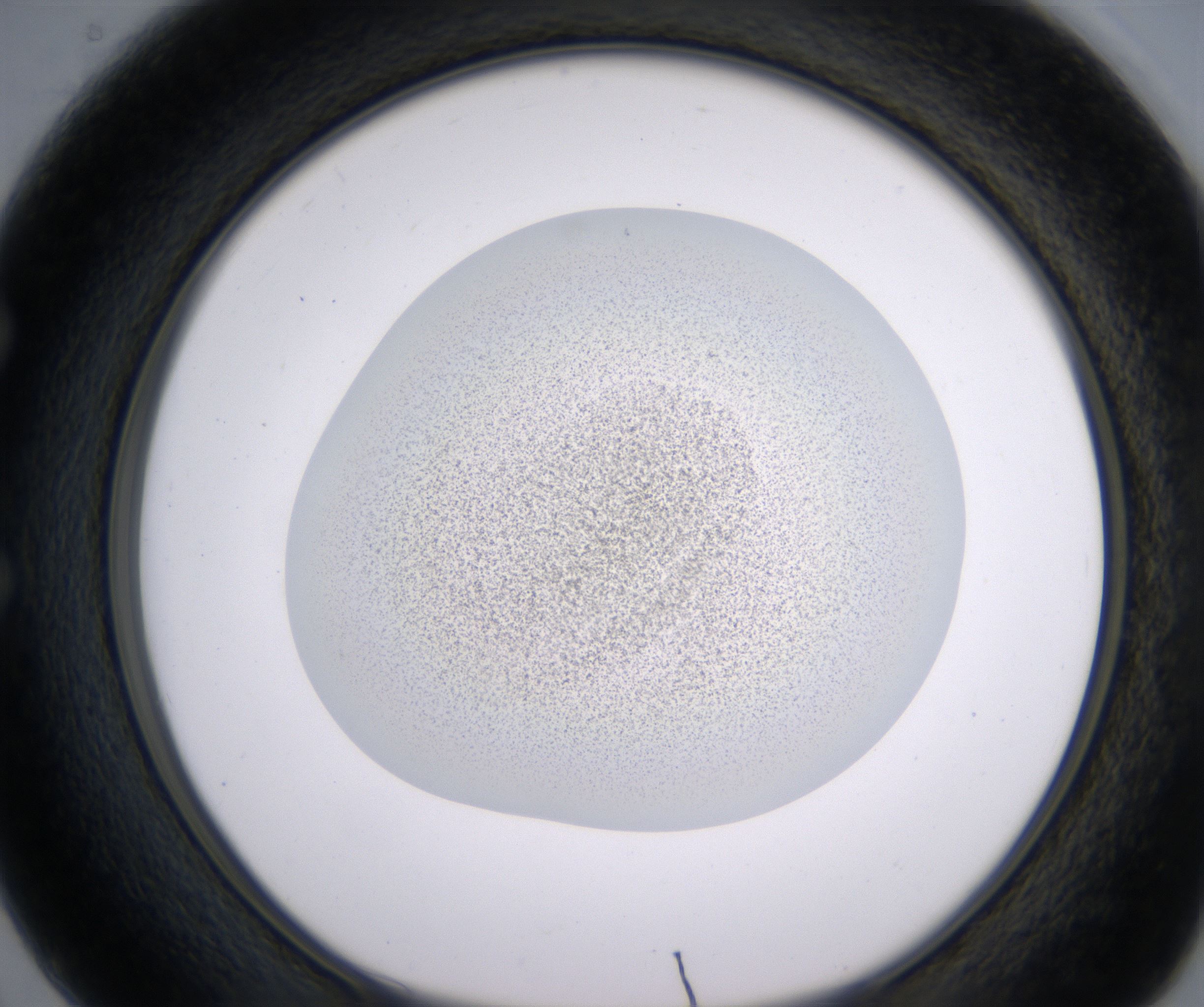 E2_HighResolution_Precipitate_1.jpg
