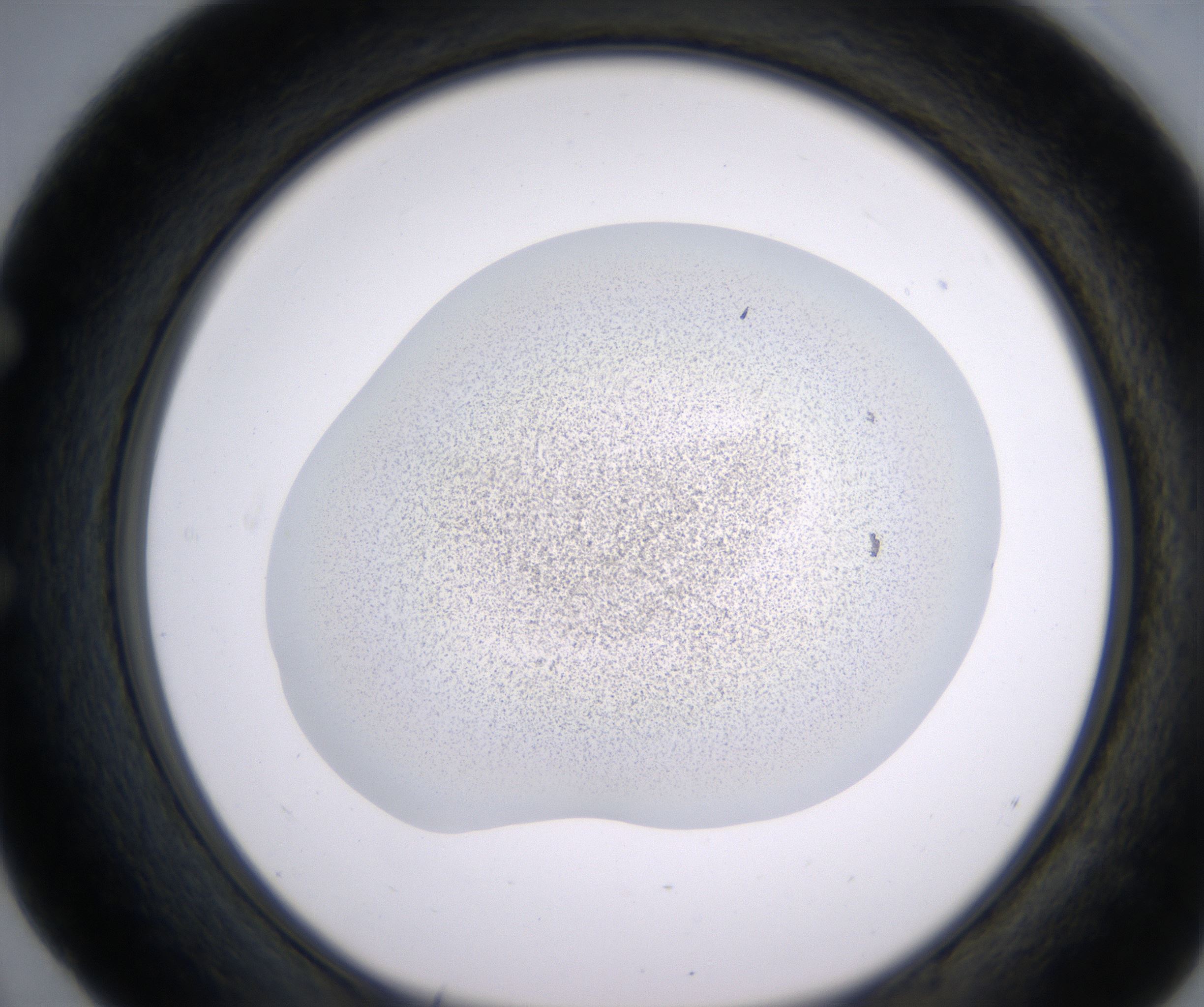 E4_HighResolution_Precipitate_1.jpg