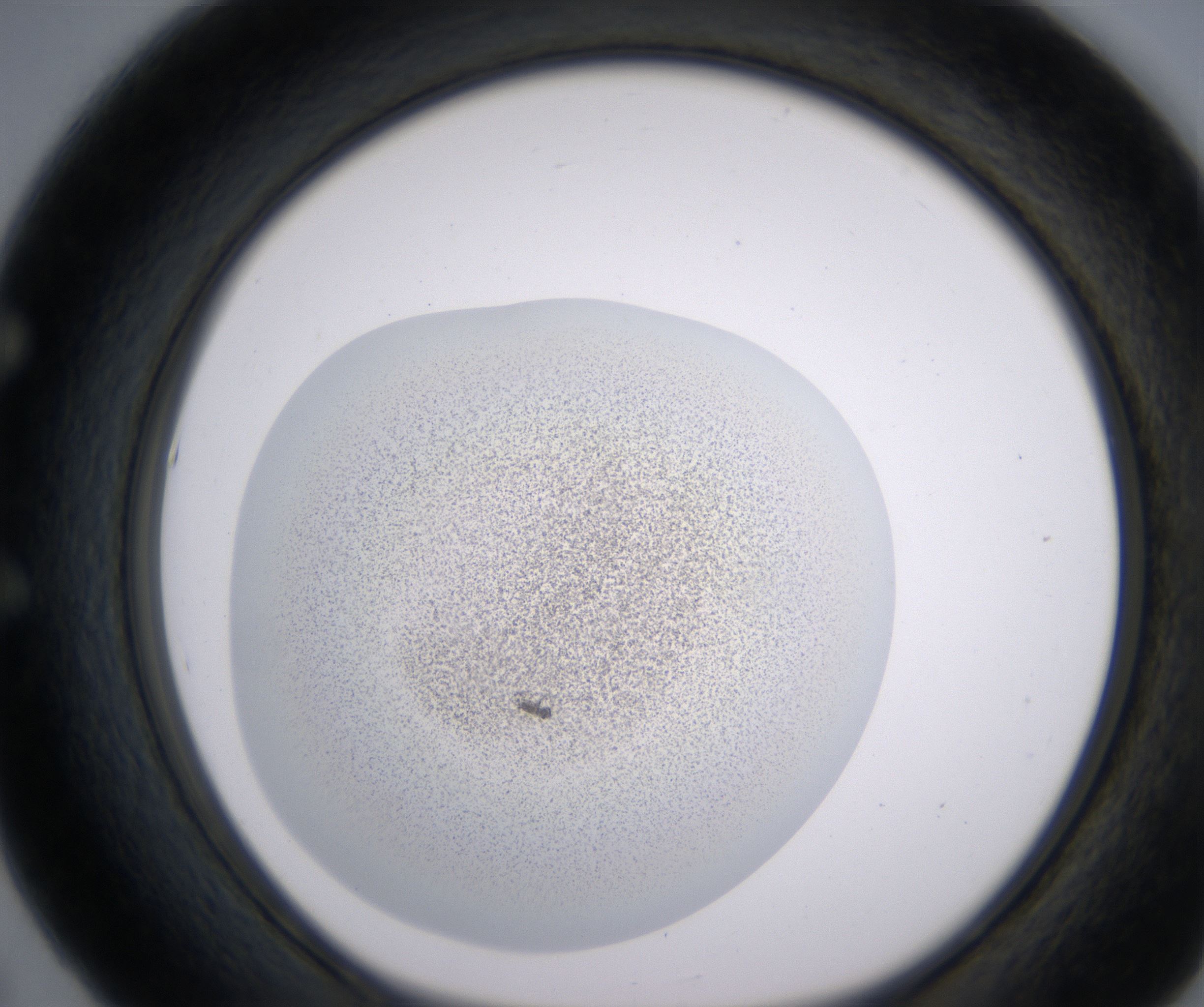 E5_HighResolution_Precipitate_1.jpg
