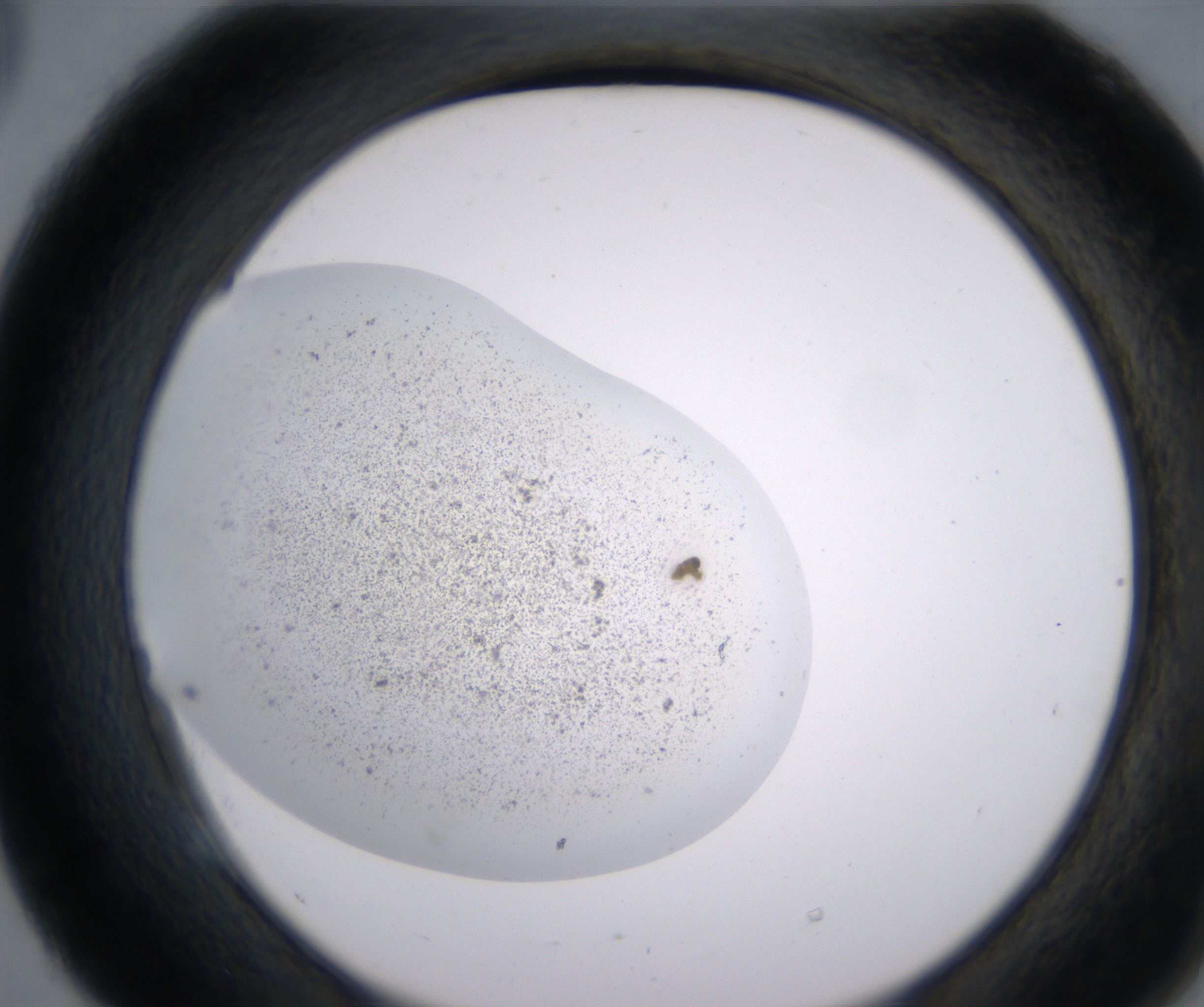 E5_HighResolution_Precipitate_2.jpg