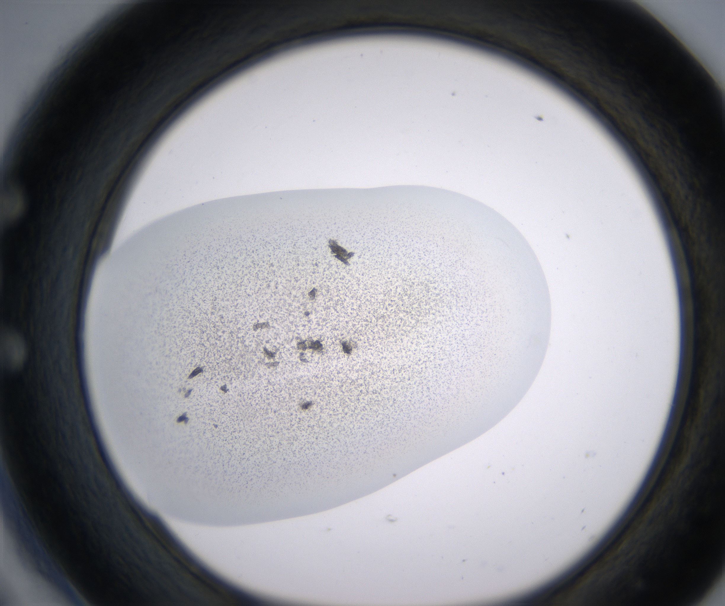 E6_HighResolution_Precipitate_1.jpg