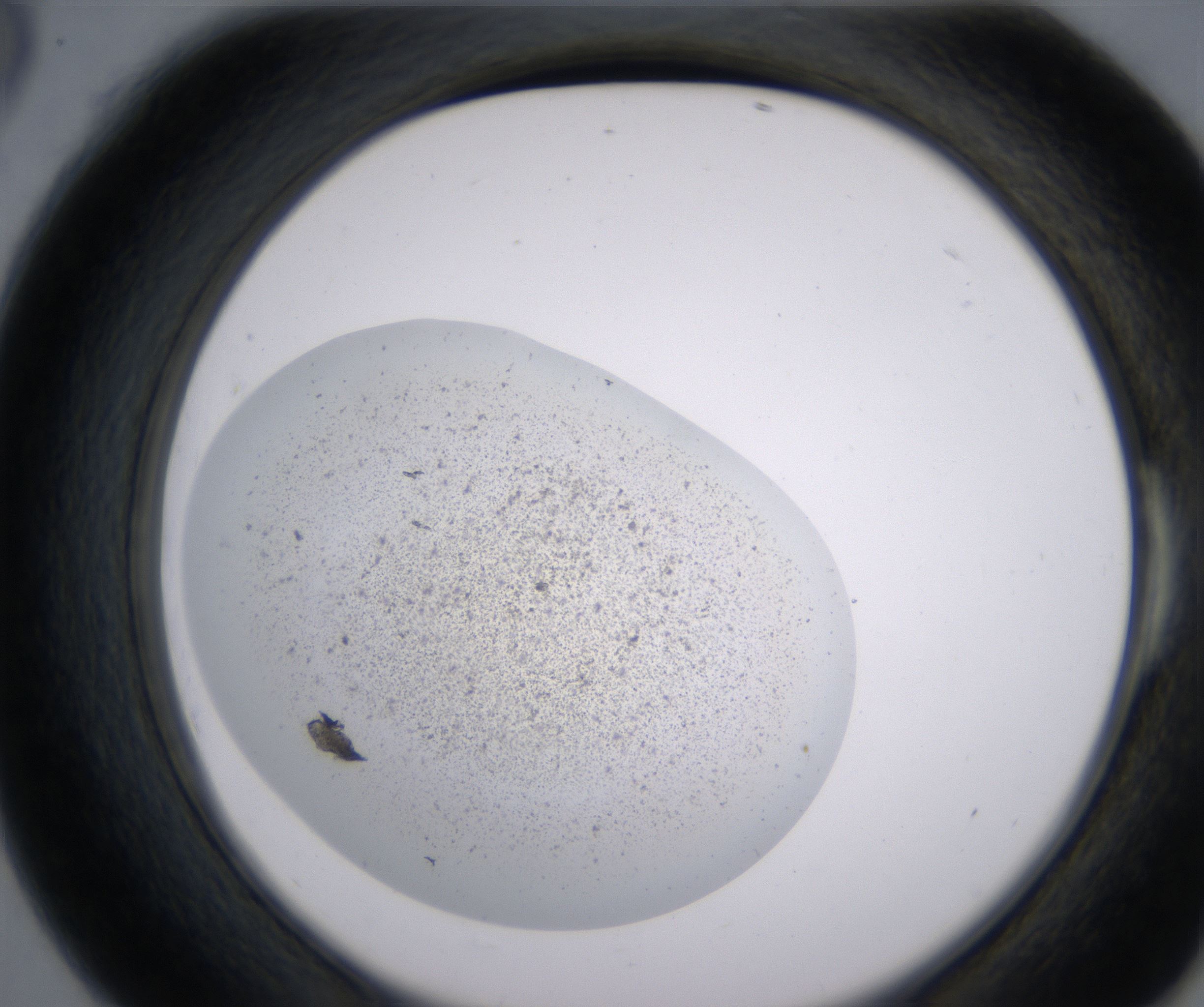 E6_HighResolution_Precipitate_2.jpg