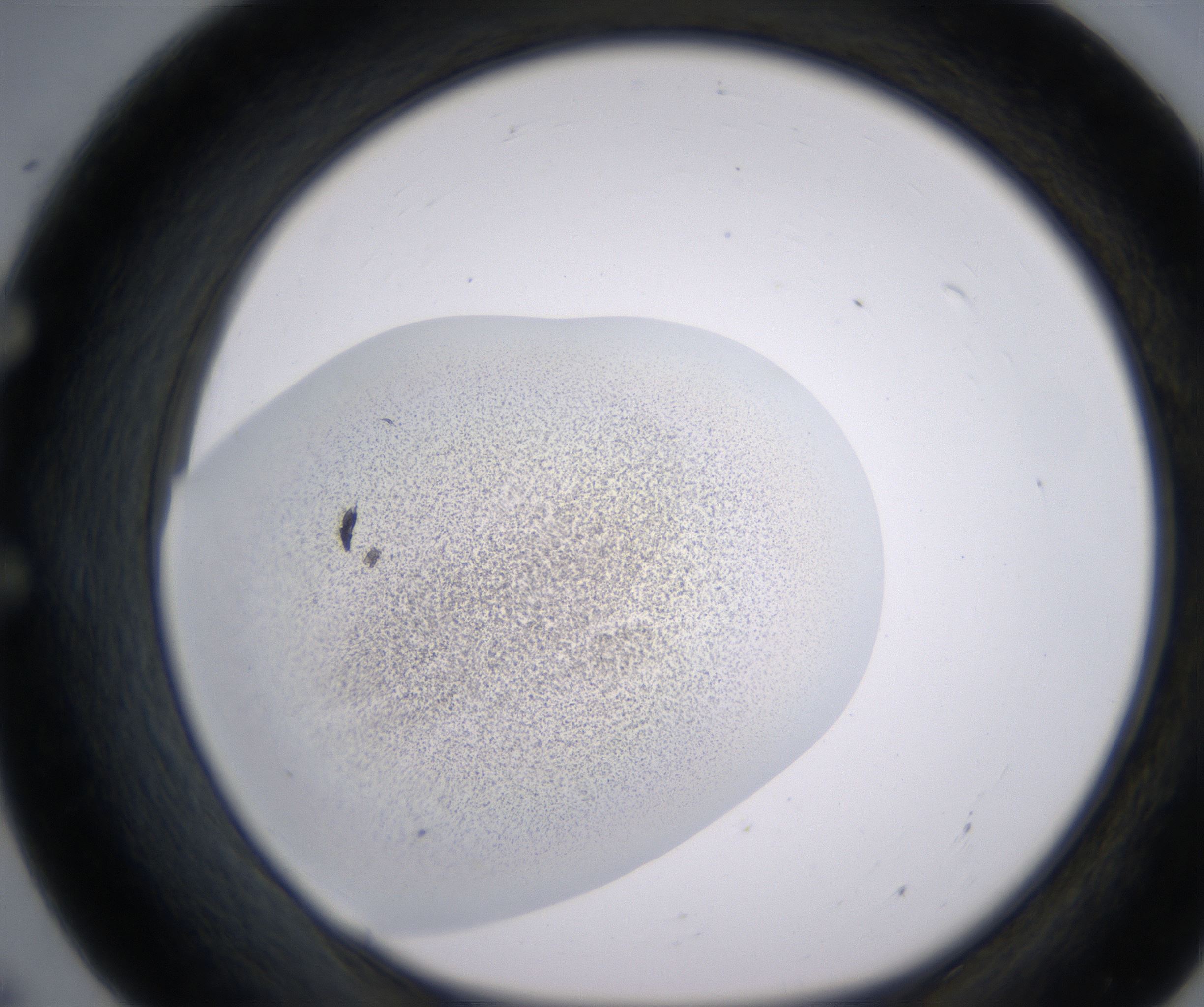 E7_HighResolution_Precipitate_1.jpg