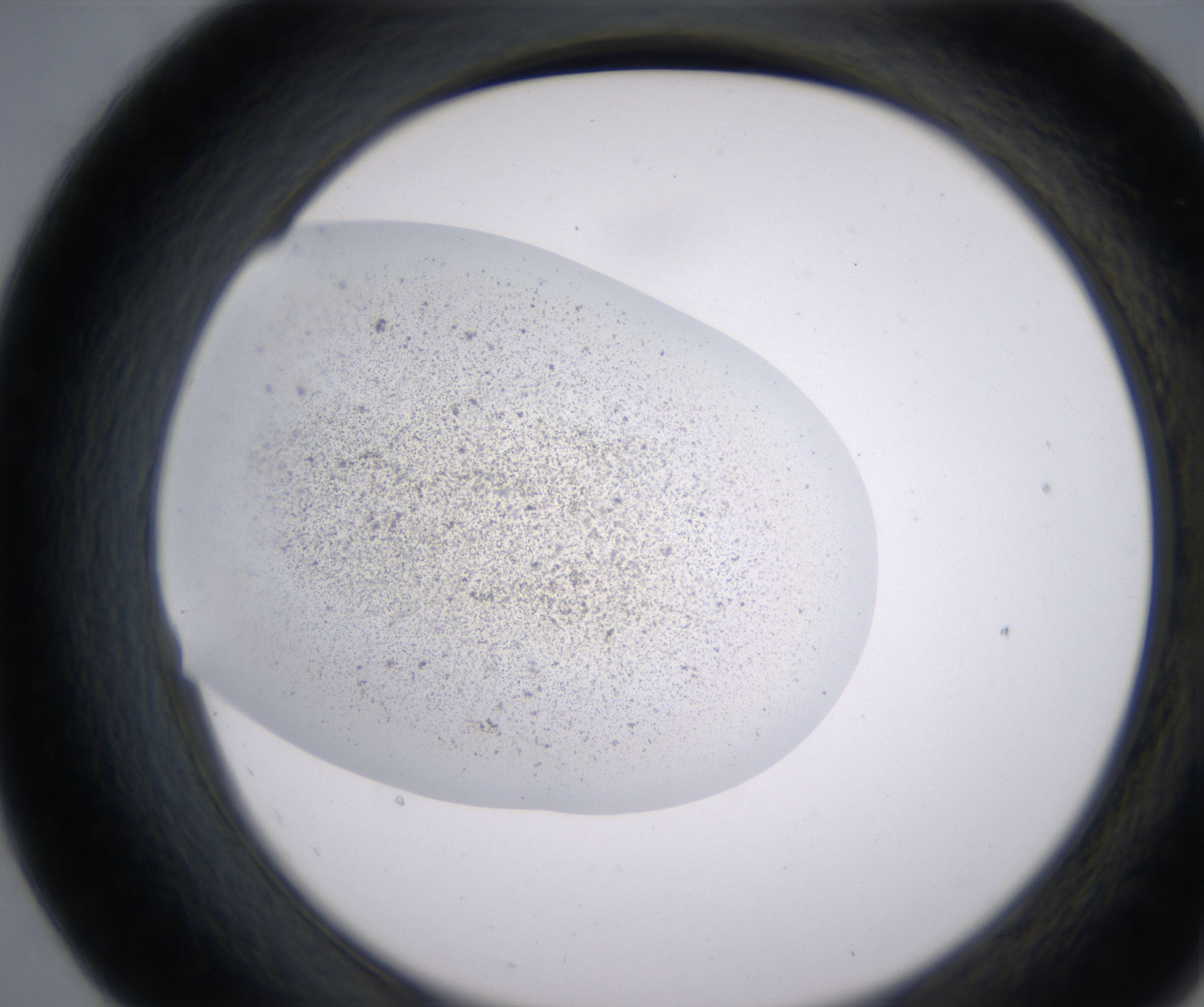 E7_HighResolution_Precipitate_2.jpg