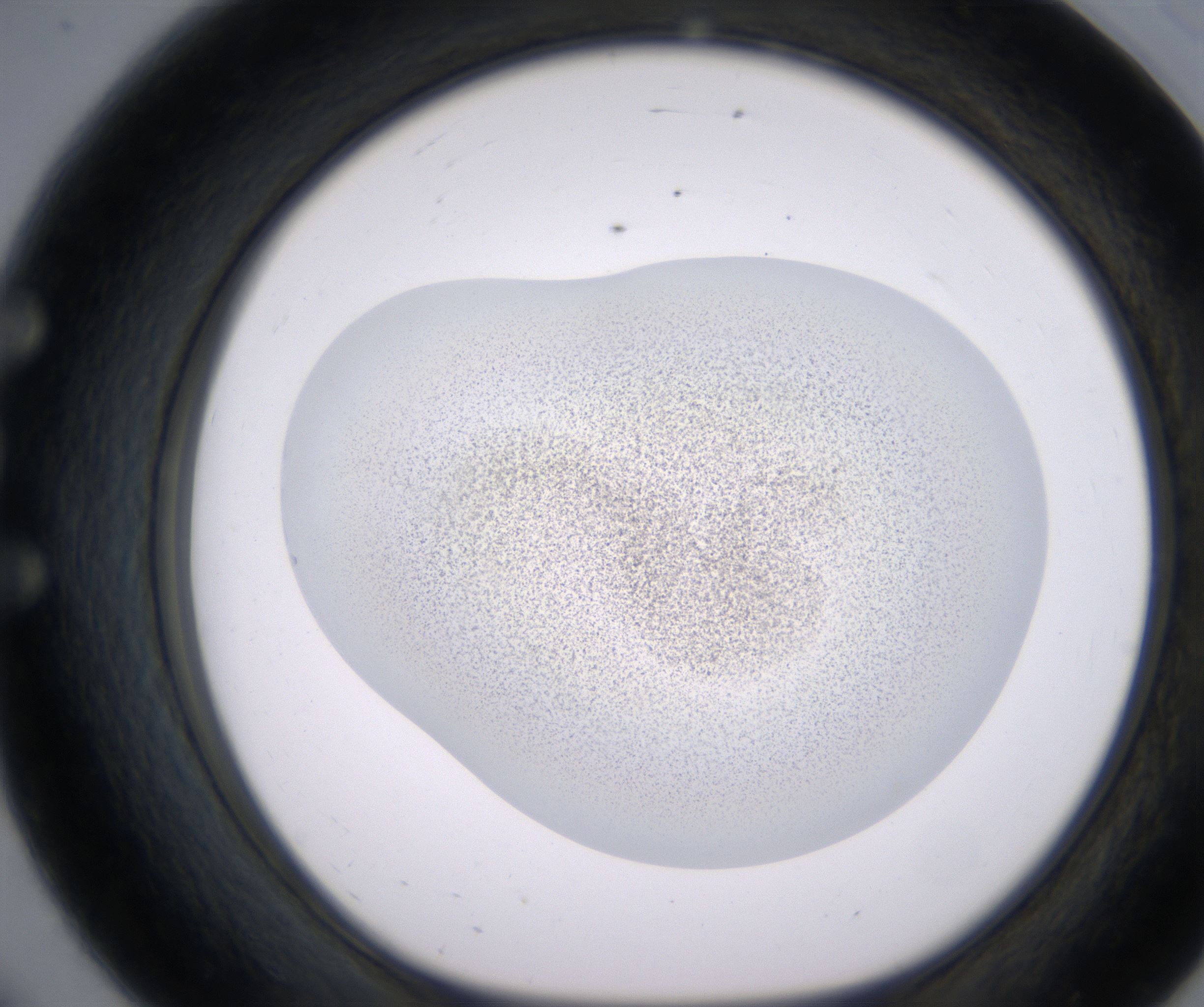 E8_HighResolution_Precipitate_1.jpg