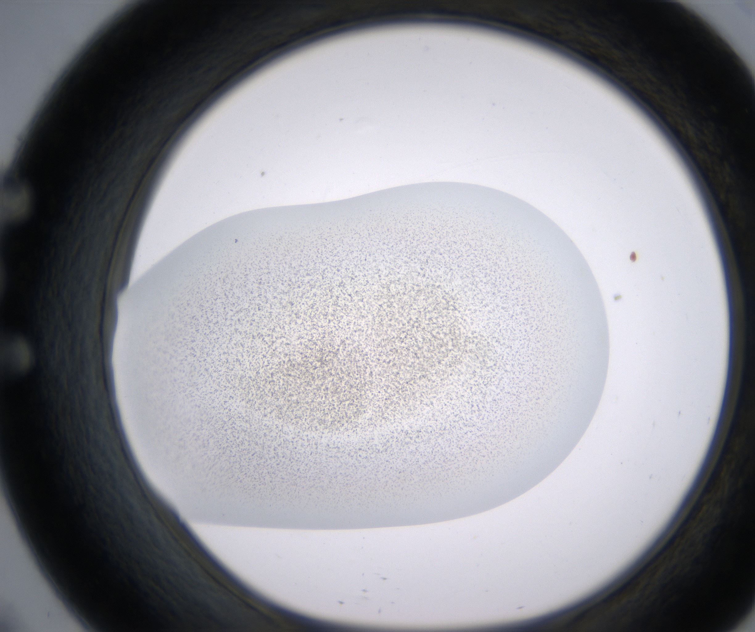E9_HighResolution_Precipitate_1.jpg
