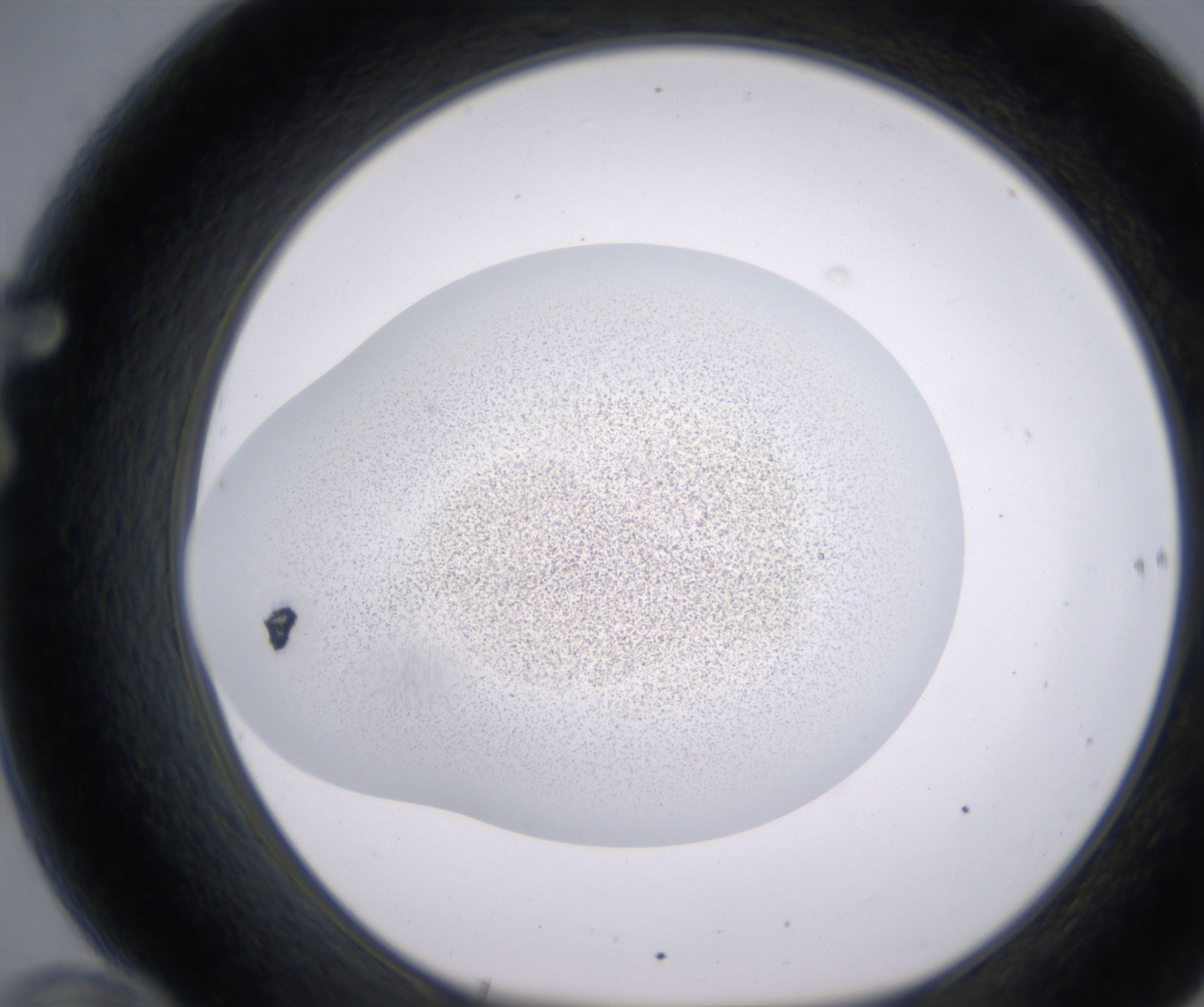 F10_HighResolution_Precipitate_1.jpg